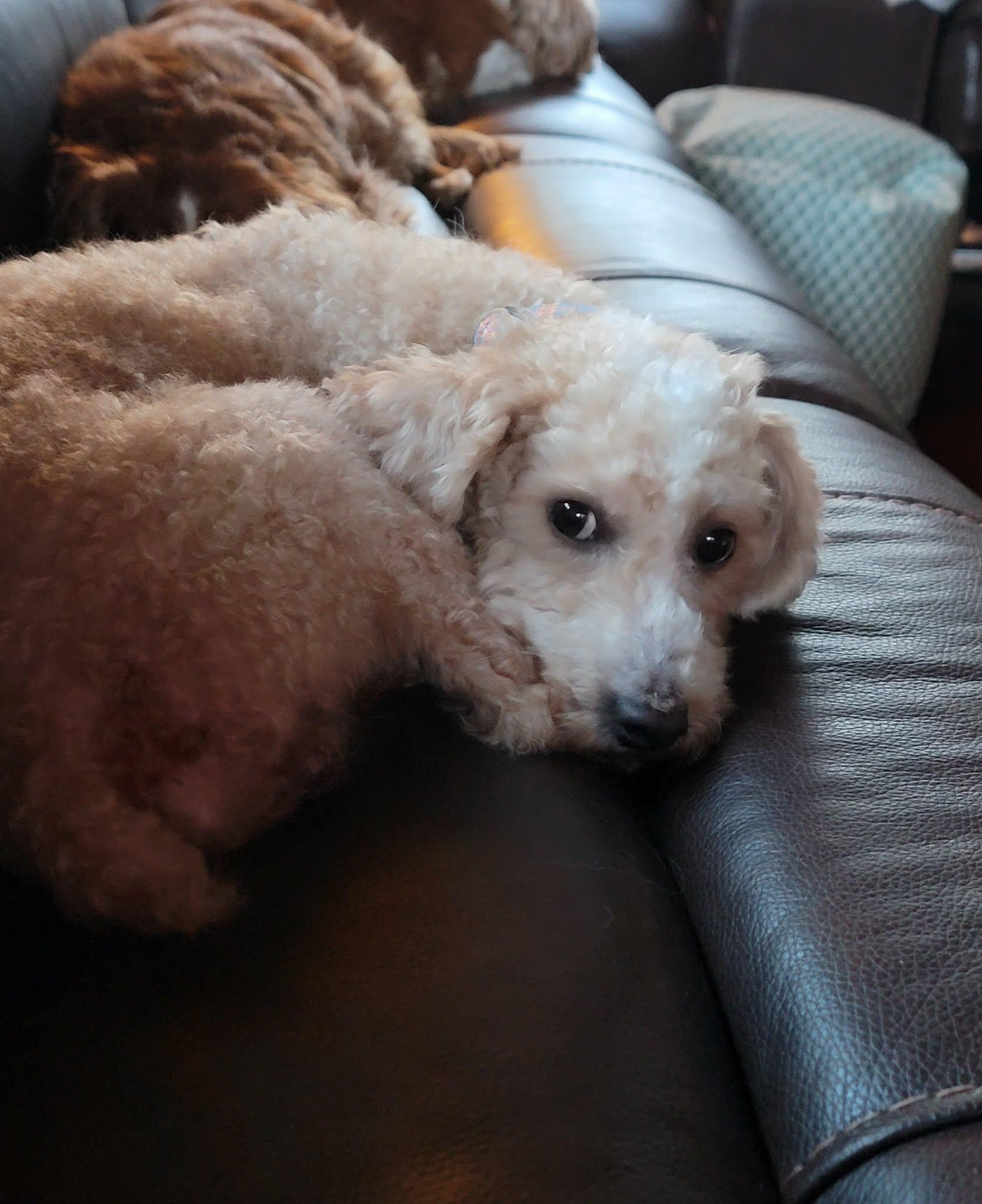 Enlarge Dooter Doots, a Adoptable Miniature Poodle in Whitewater, WI image 6/6