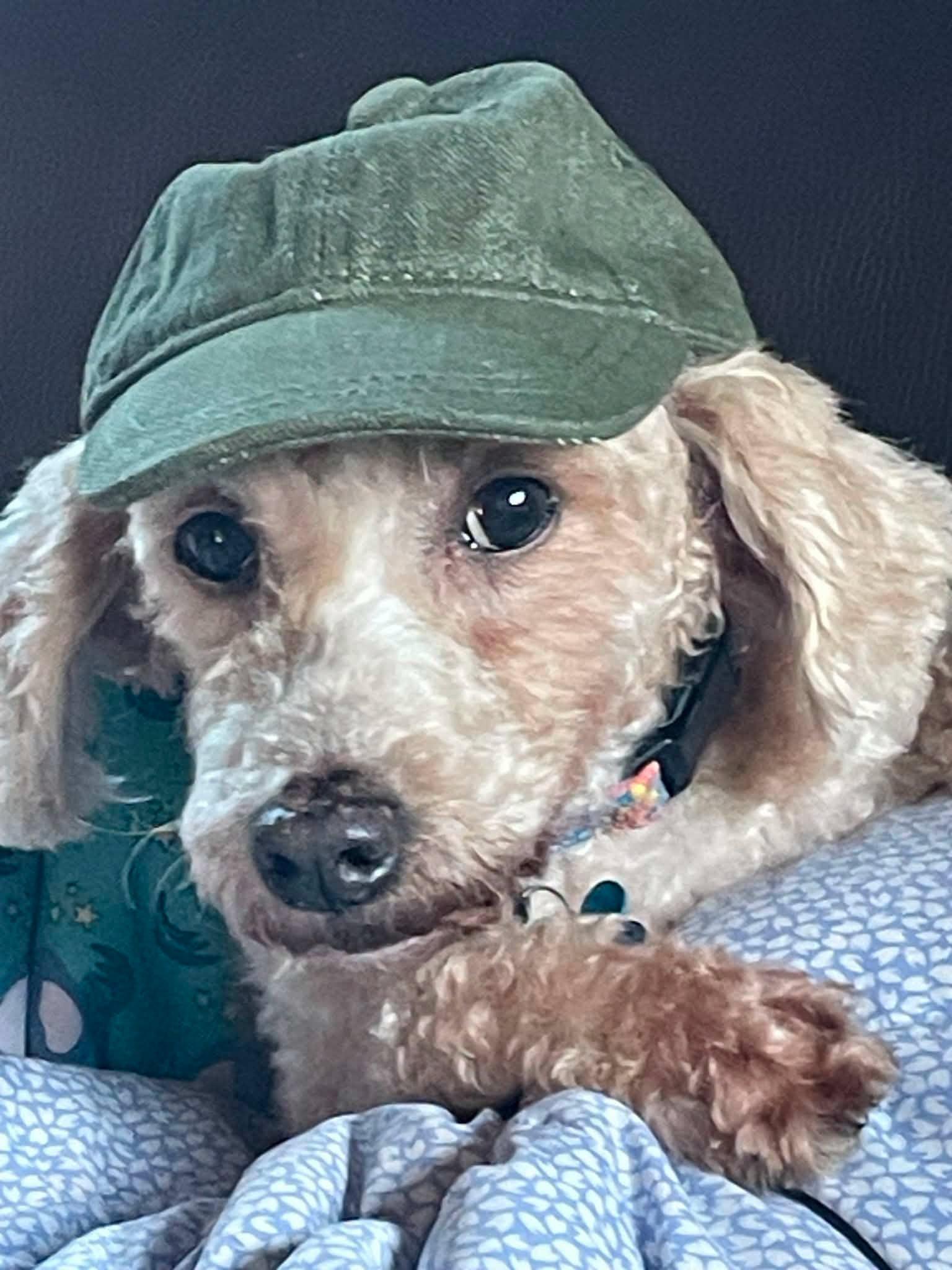 Enlarge Dooter Doots, a Adoptable Miniature Poodle in Whitewater, WI image 1/6