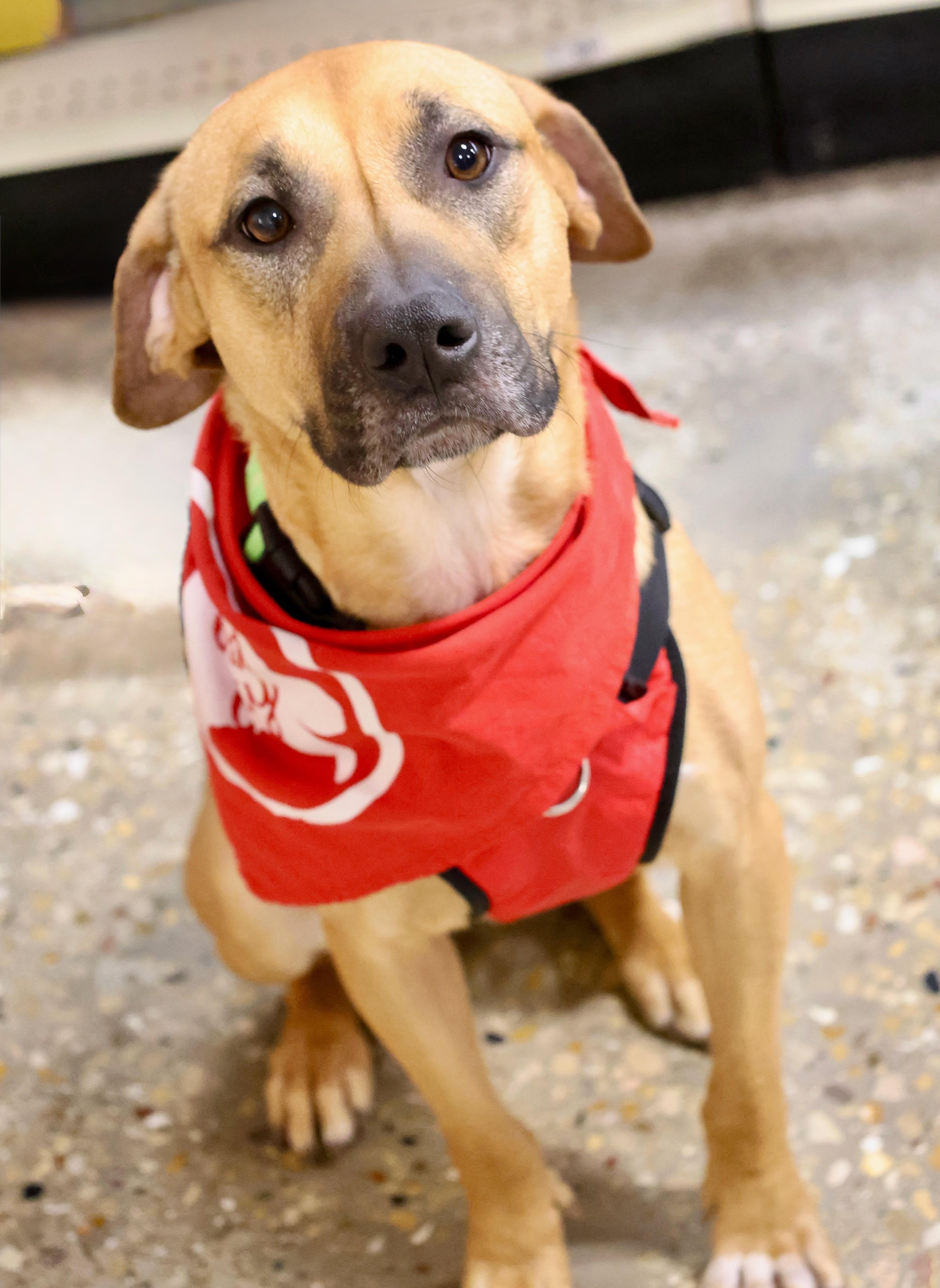 Polly, an adopted mixed breed in Palatine, IL image 1/5