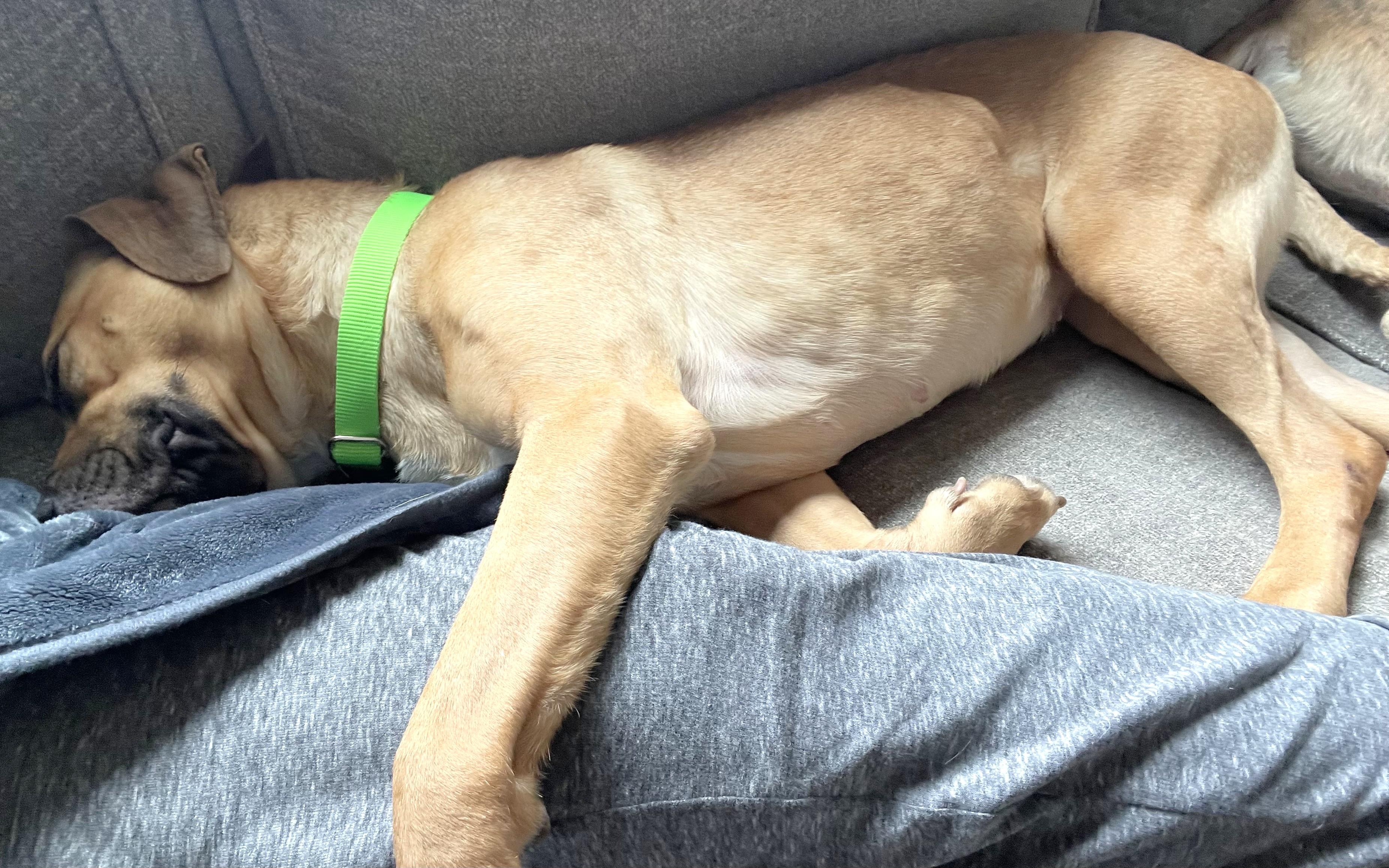 Enlarge Polly, an adoptable mixed breed in Palatine, IL image 3/3