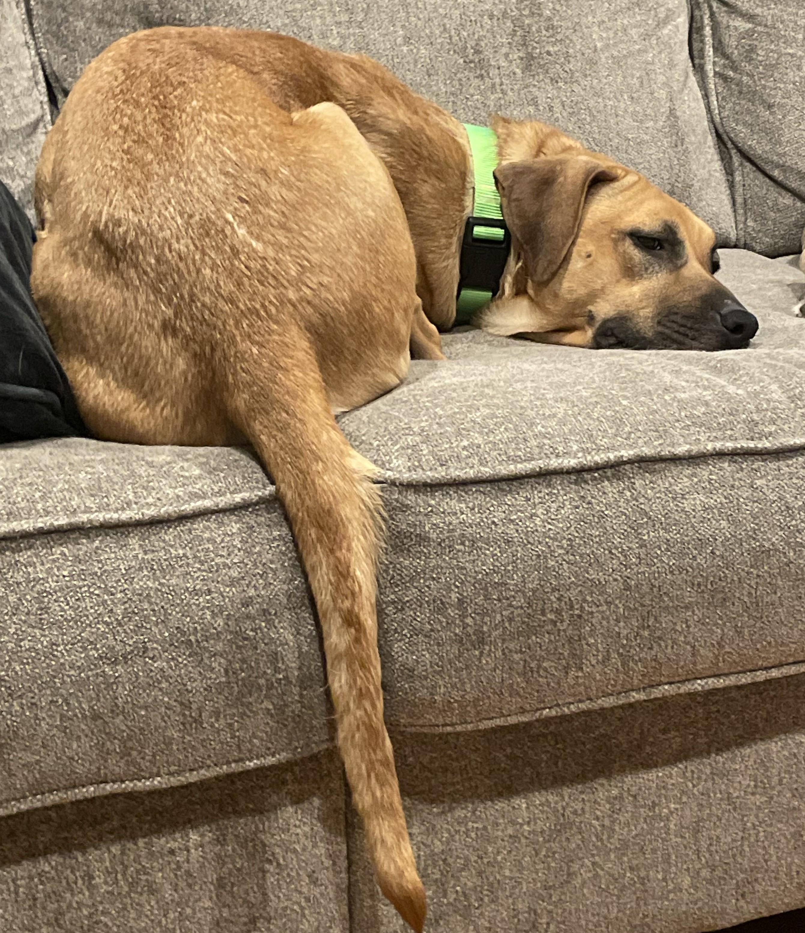 Enlarge Polly, an adoptable mixed breed in Palatine, IL image 2/3