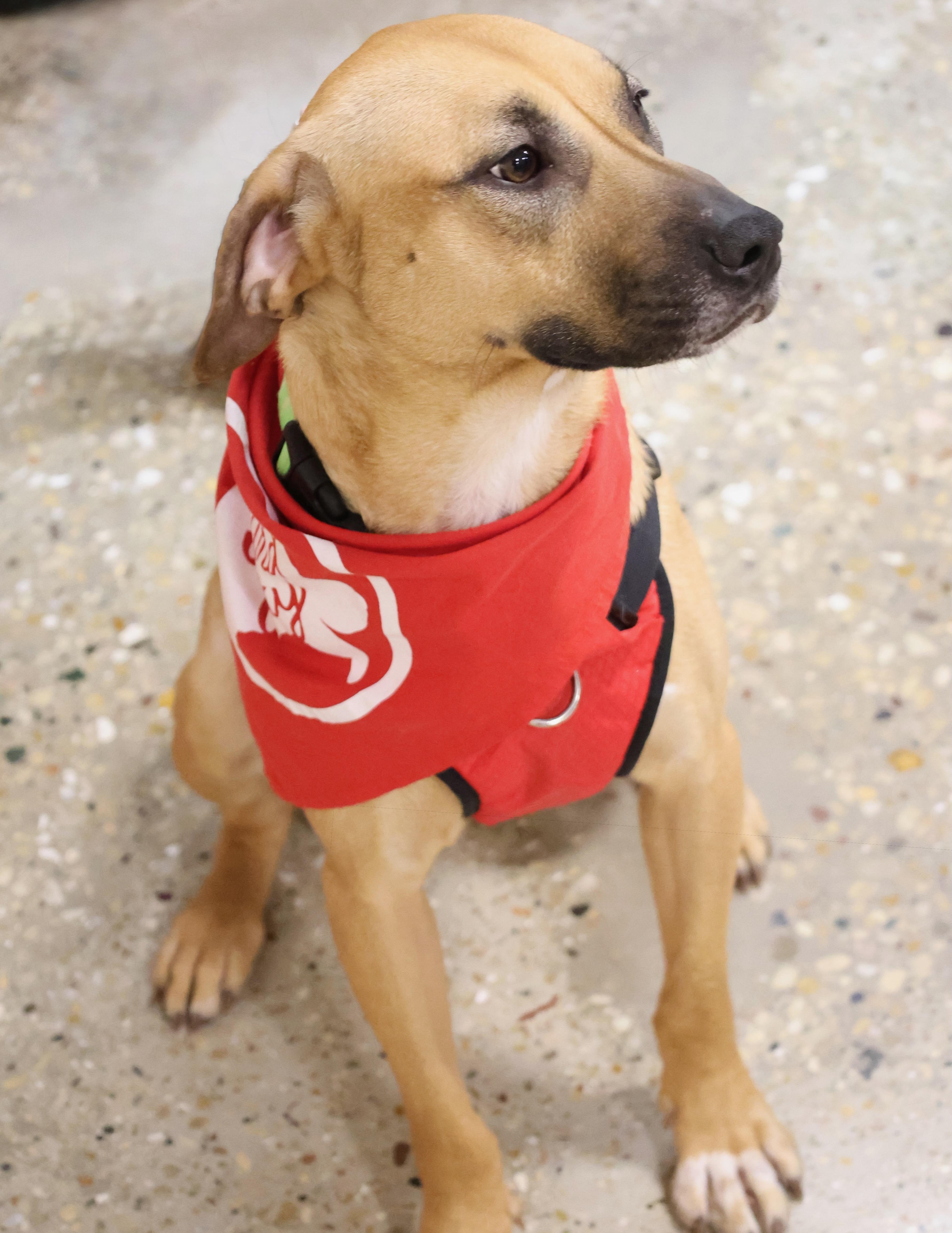 Polly, an adopted mixed breed in Palatine, IL image 3/5