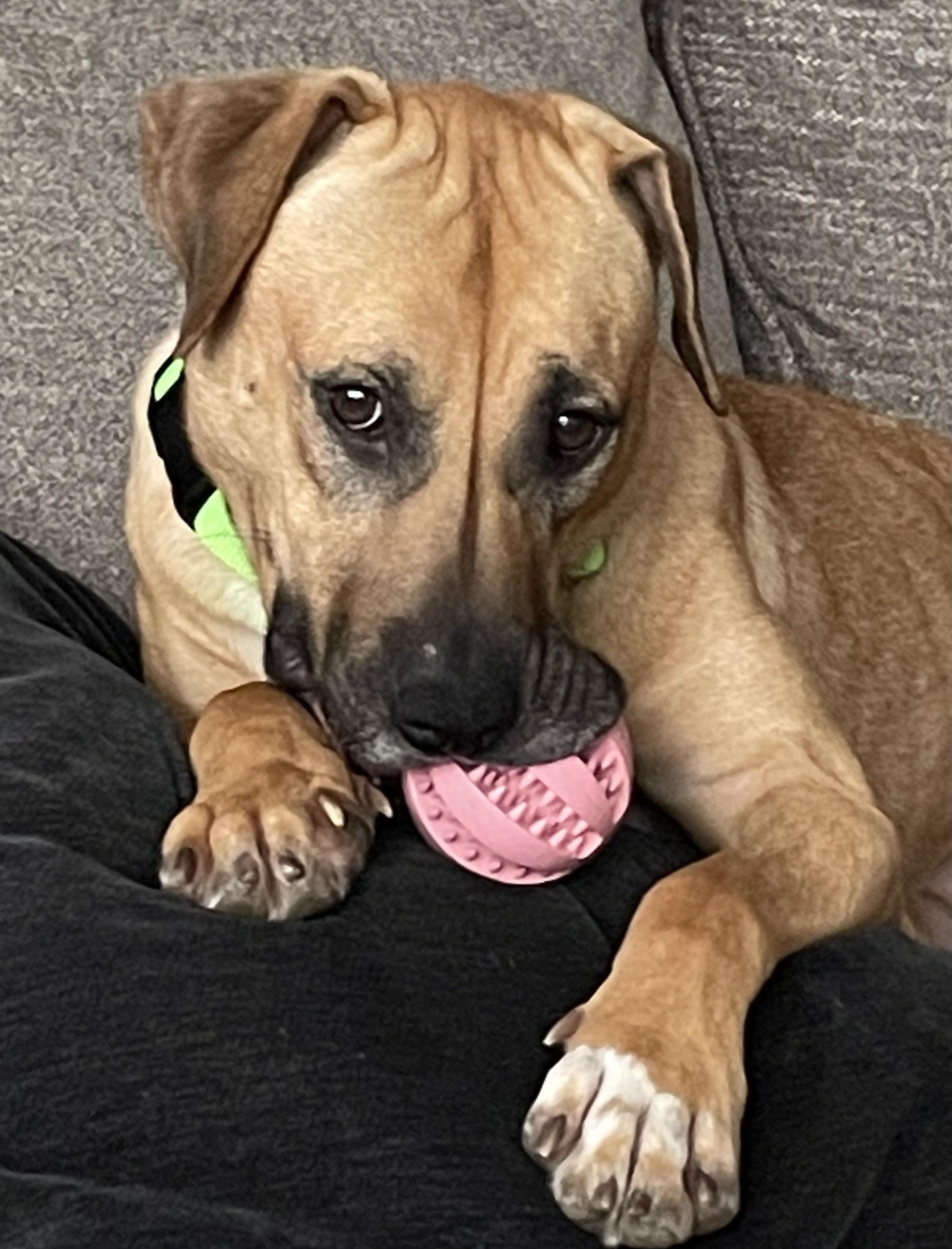 Enlarge Polly, an adoptable mixed breed in Palatine, IL image 1/3