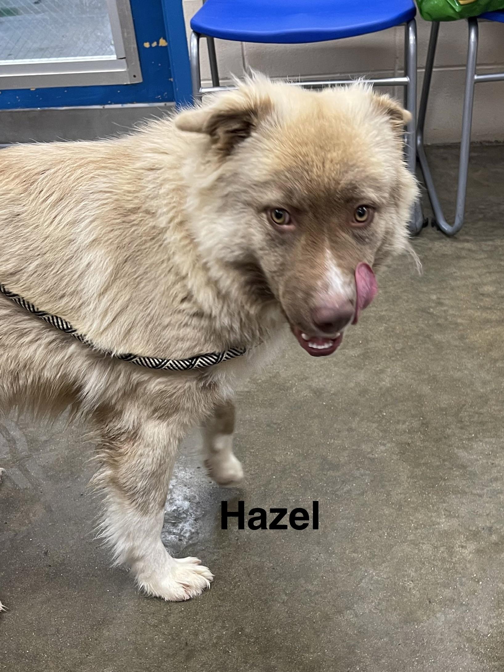 Hazel, ADOPTABLE, Young Female Shepherd.