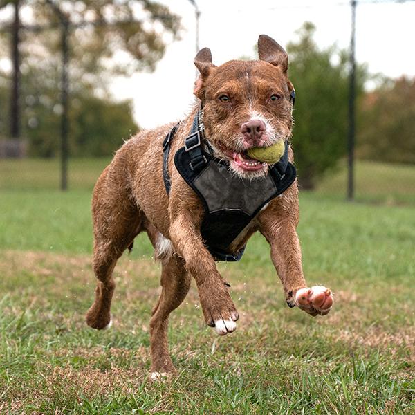 Enlarge Casper, a Adoptable mixed breed in Des Moines, IA image 1/6