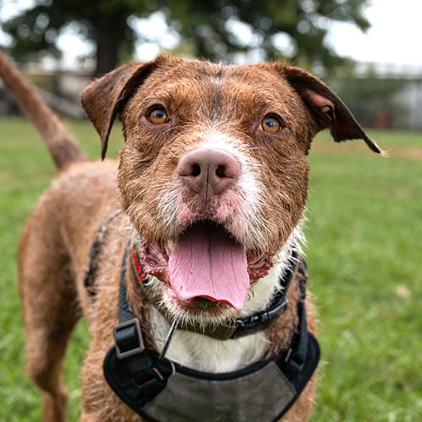 Enlarge Casper, a Adoptable mixed breed in Des Moines, IA image 2/6