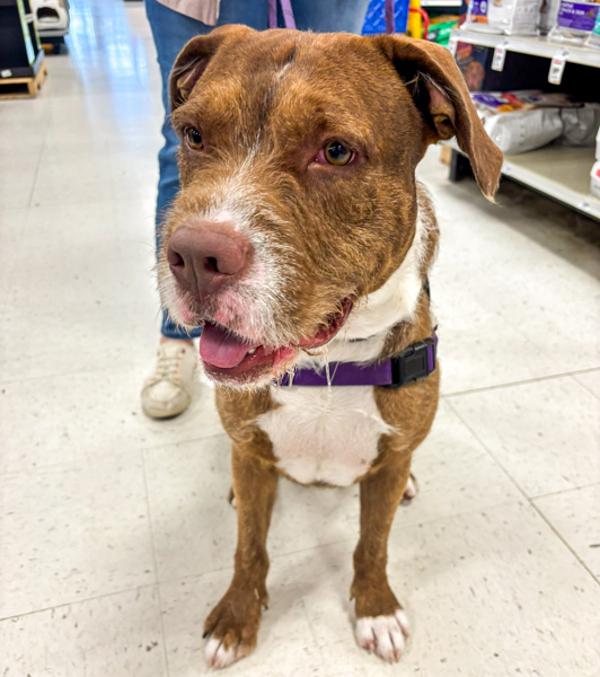 Enlarge Casper, a Adoptable mixed breed in Des Moines, IA image 3/6
