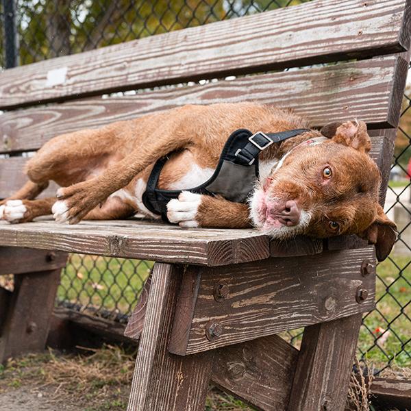 Enlarge Casper, a Adoptable mixed breed in Des Moines, IA image 4/6