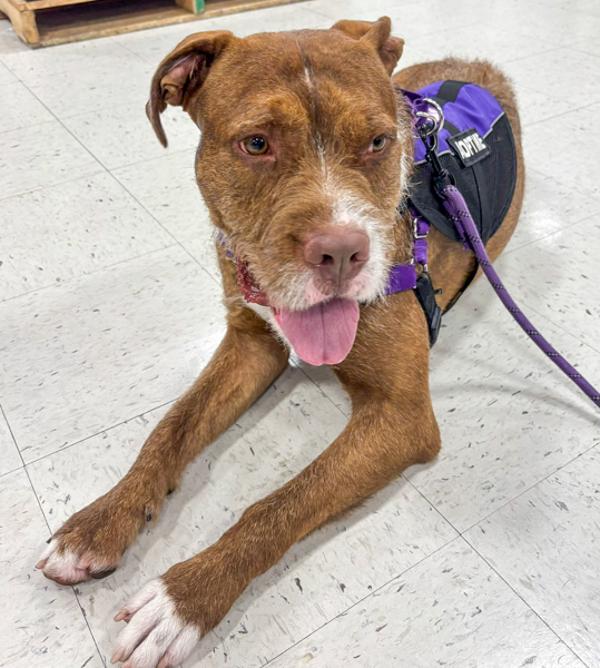 Enlarge Casper, a Adoptable mixed breed in Des Moines, IA image 5/6