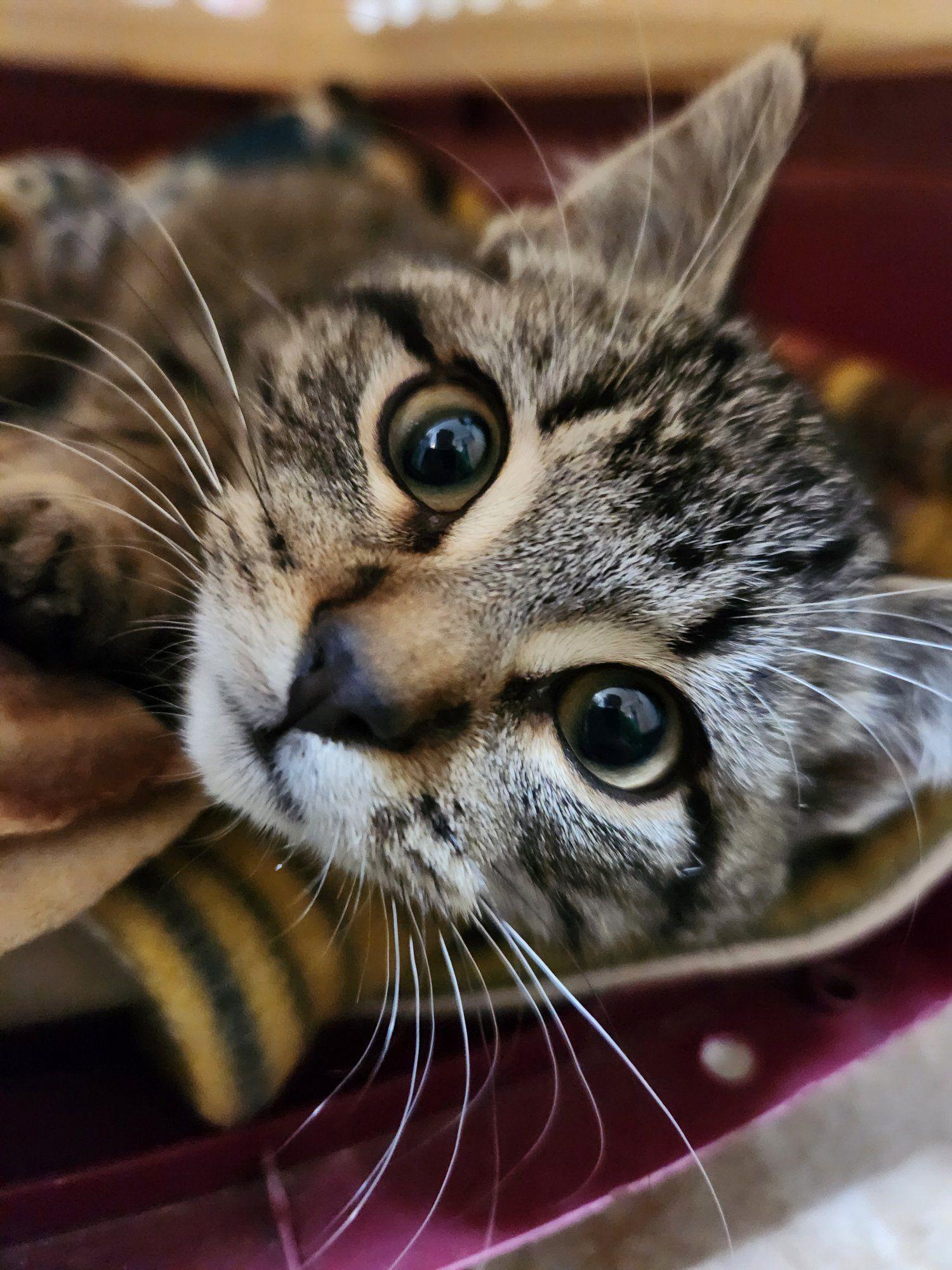 Ronnie (medical hold), Adoptable, Young Male Domestic Short Hair & Tabby.