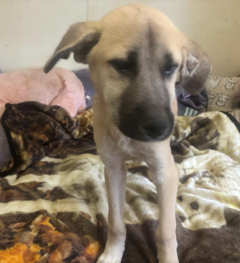 Enlarge Hickory , a Adoptable mixed breed in Westwood, NJ image 2/5