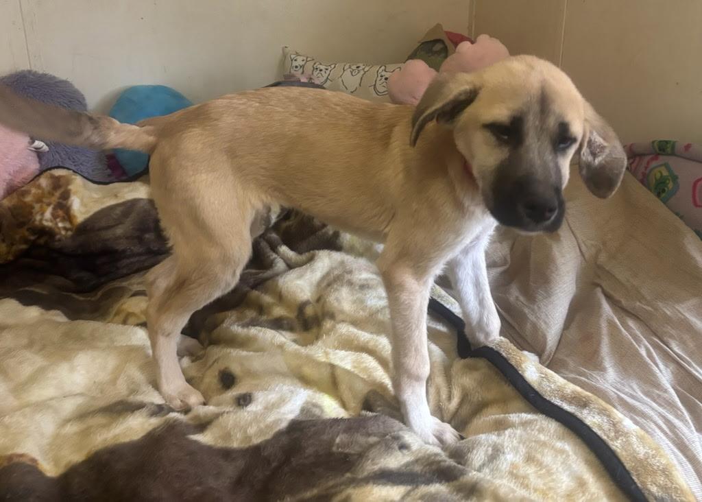 Enlarge Hickory , a Adoptable mixed breed in Westwood, NJ image 4/5