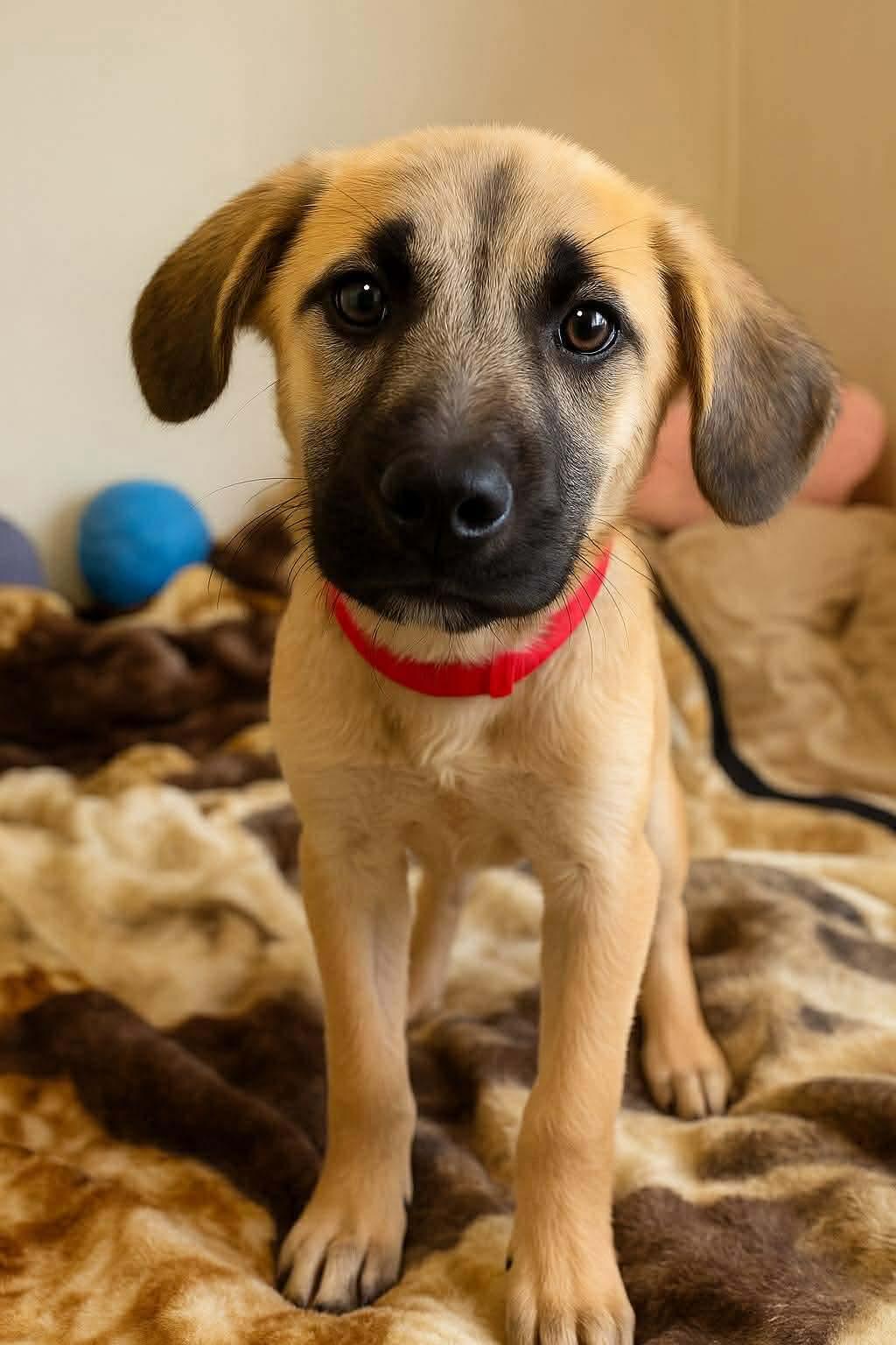 Enlarge Hickory , a Adoptable mixed breed in Westwood, NJ image 1/5