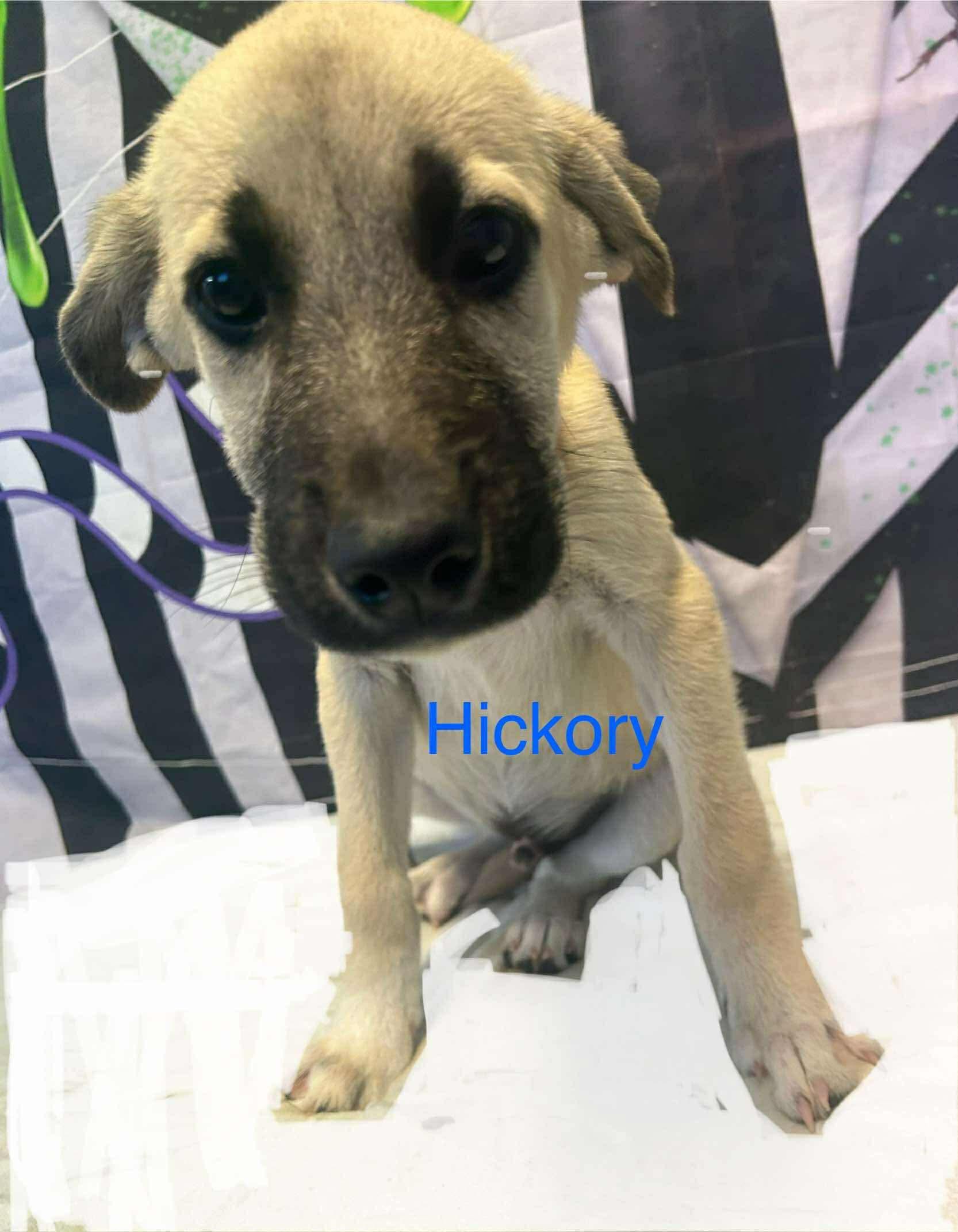 Enlarge Hickory , a Adoptable mixed breed in Westwood, NJ image 3/5
