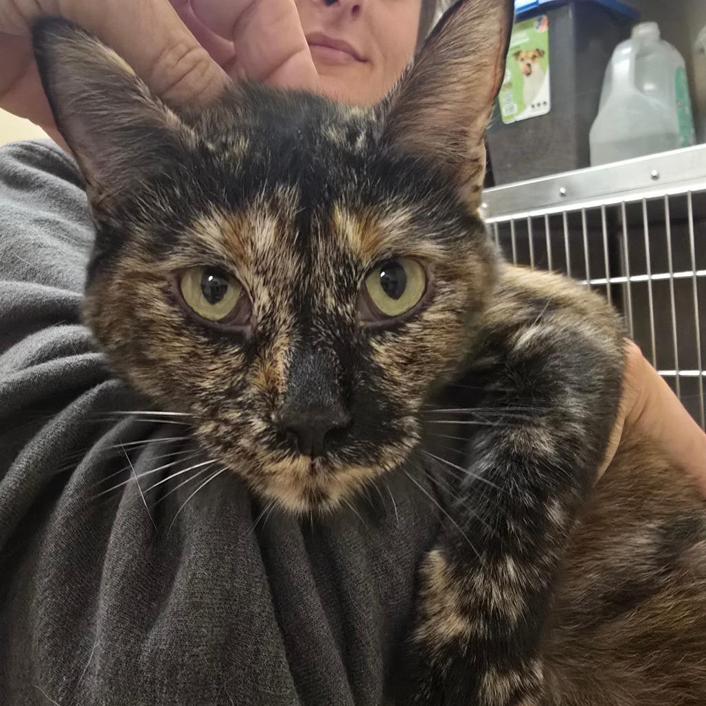 Daphne, Adoptable, Adult Female Domestic Short Hair.