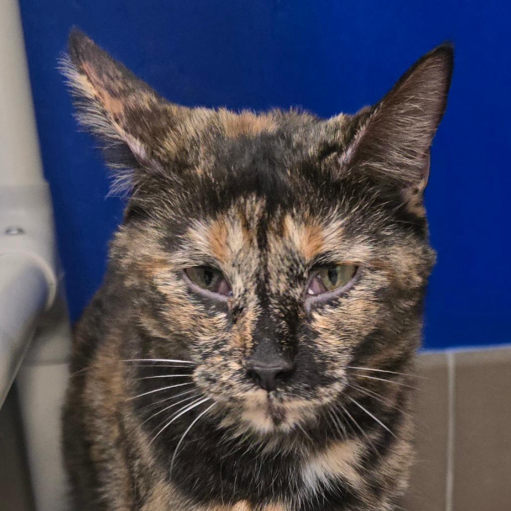 Enlarge Daphne, a Adoptable Domestic Short Hair in Wickenburg, AZ image 3/4