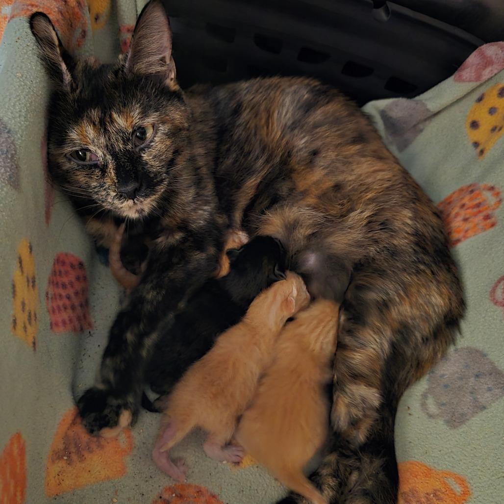 Enlarge Daphne, a Adoptable Domestic Short Hair in Wickenburg, AZ image 4/4