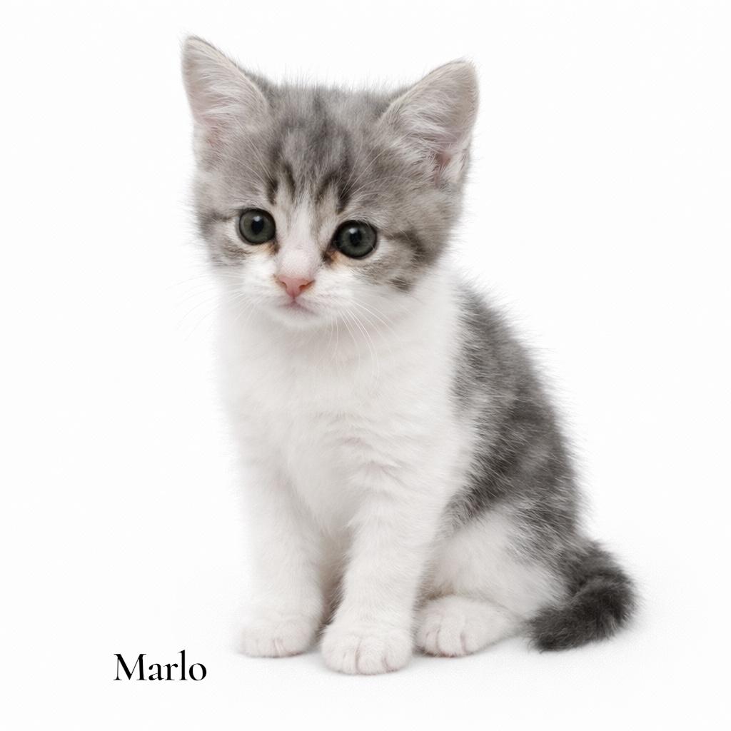 Marlo, adopted, Kitten Female Domestic Short Hair.