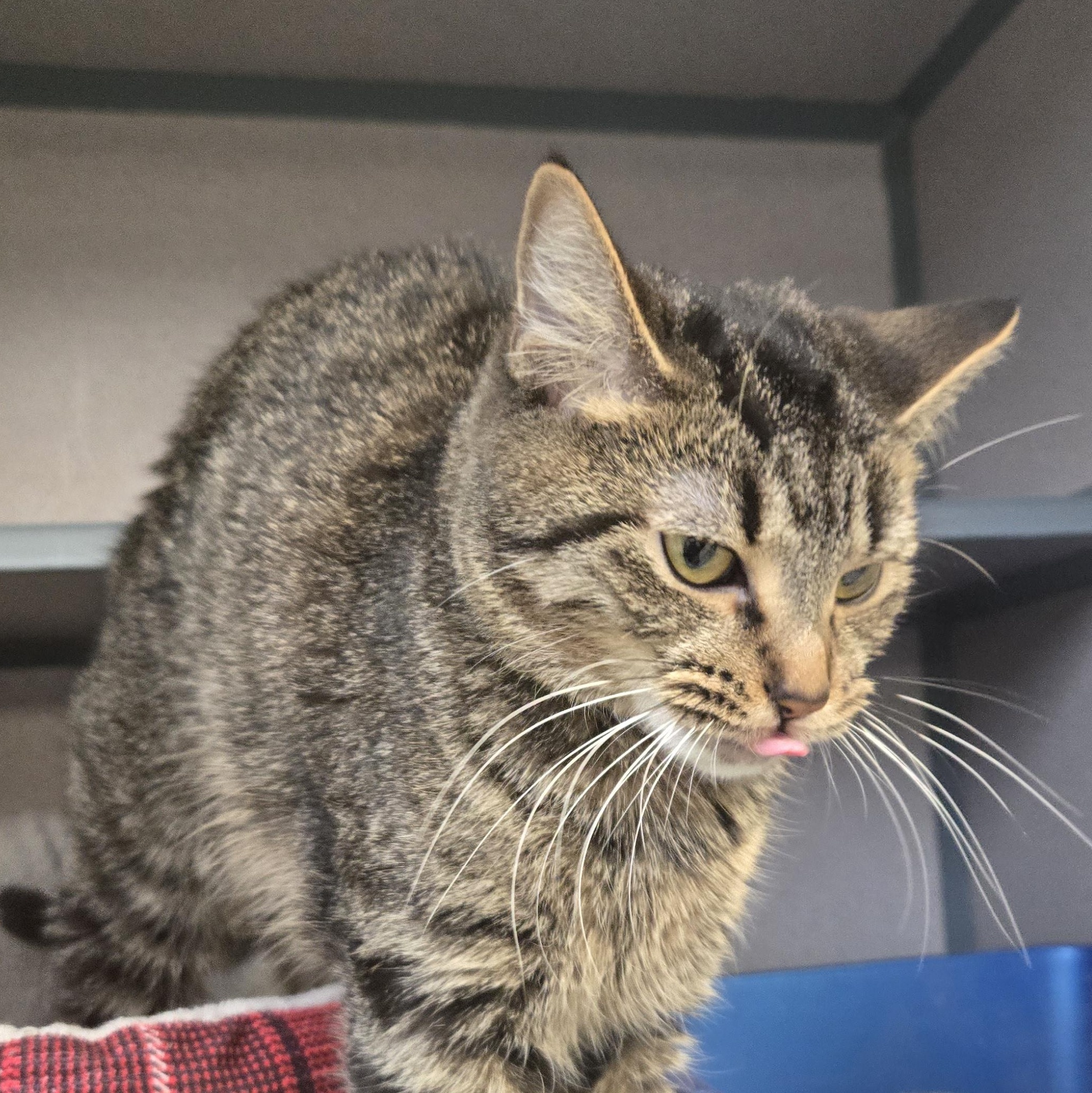 Mistletoe , ADOPTABLE, Adult Female Domestic Short Hair.