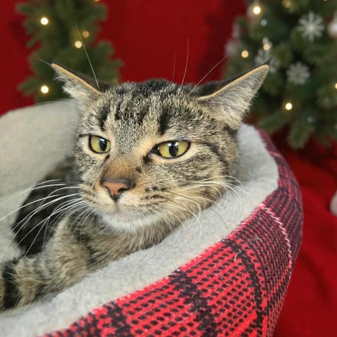 Enlarge Mistletoe , a ADOPTABLE Domestic Short Hair in Xenia , OH image 2/5