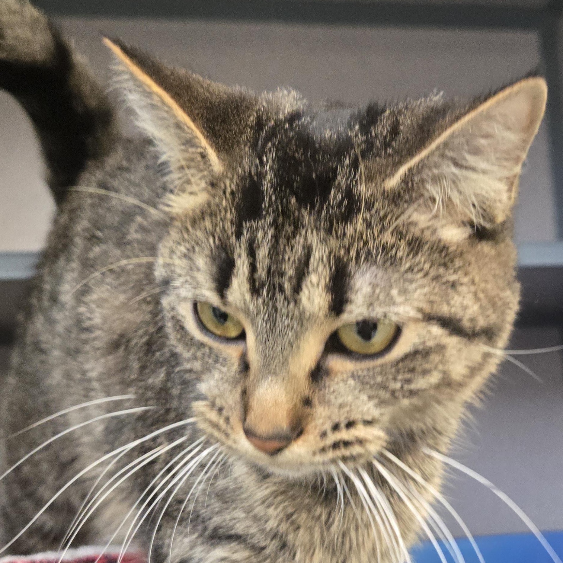 Enlarge Mistletoe , a ADOPTABLE Domestic Short Hair in Xenia , OH image 3/5