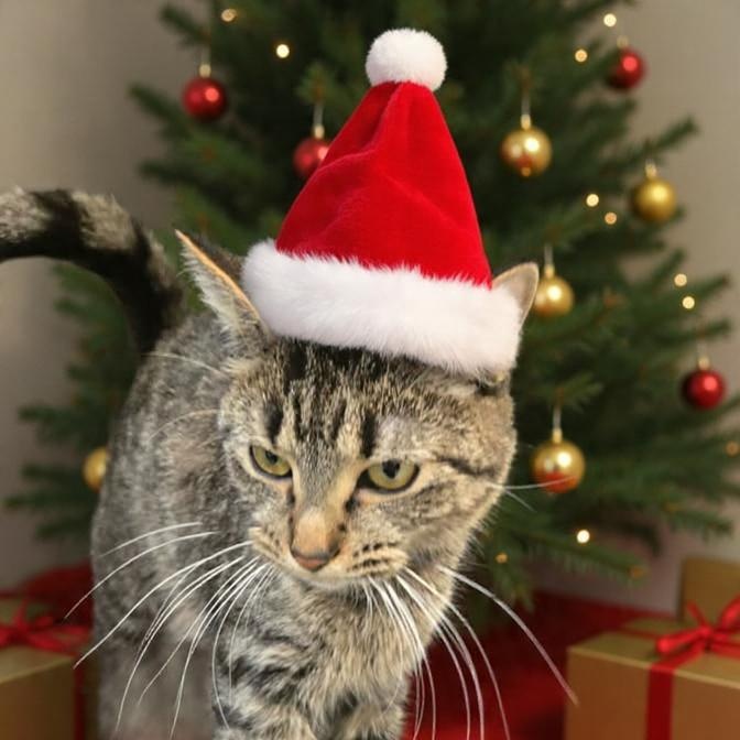 Enlarge Mistletoe , a ADOPTABLE Domestic Short Hair in Xenia , OH image 4/5