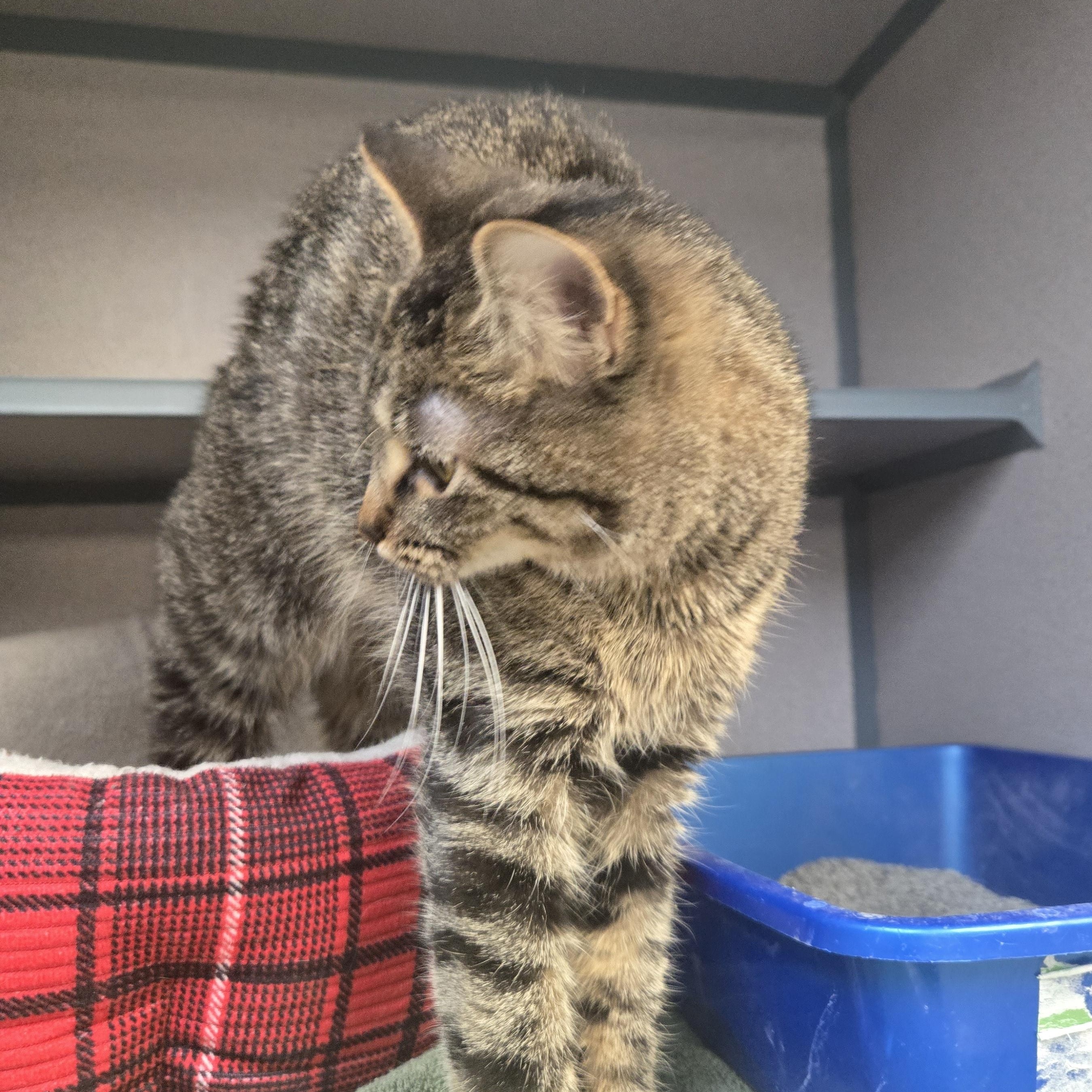 Enlarge Mistletoe , a ADOPTABLE Domestic Short Hair in Xenia , OH image 5/5