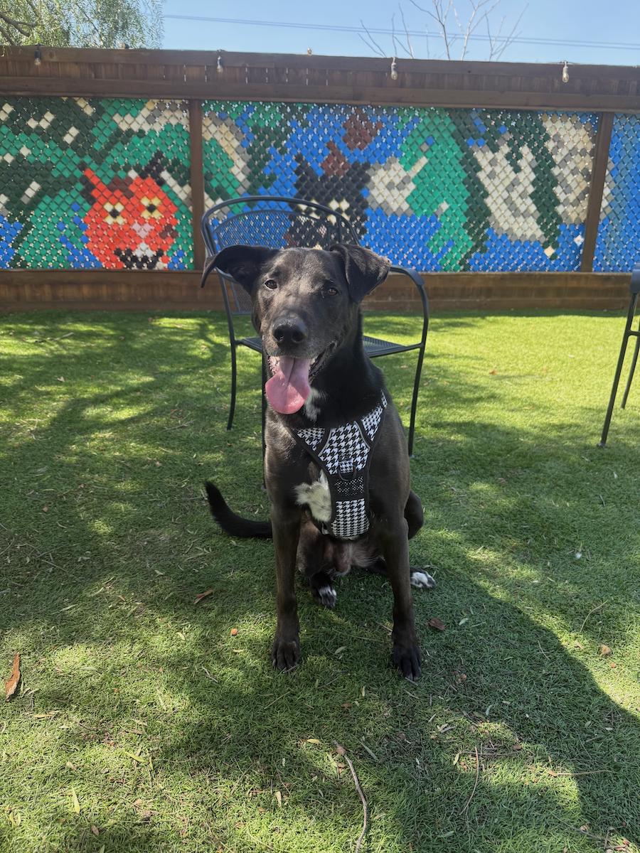 Enlarge Lilo, an adoptable mixed breed in Temecula, CA image 1/1