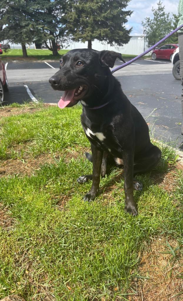 Violet, Adoptable, Young Female Hound.