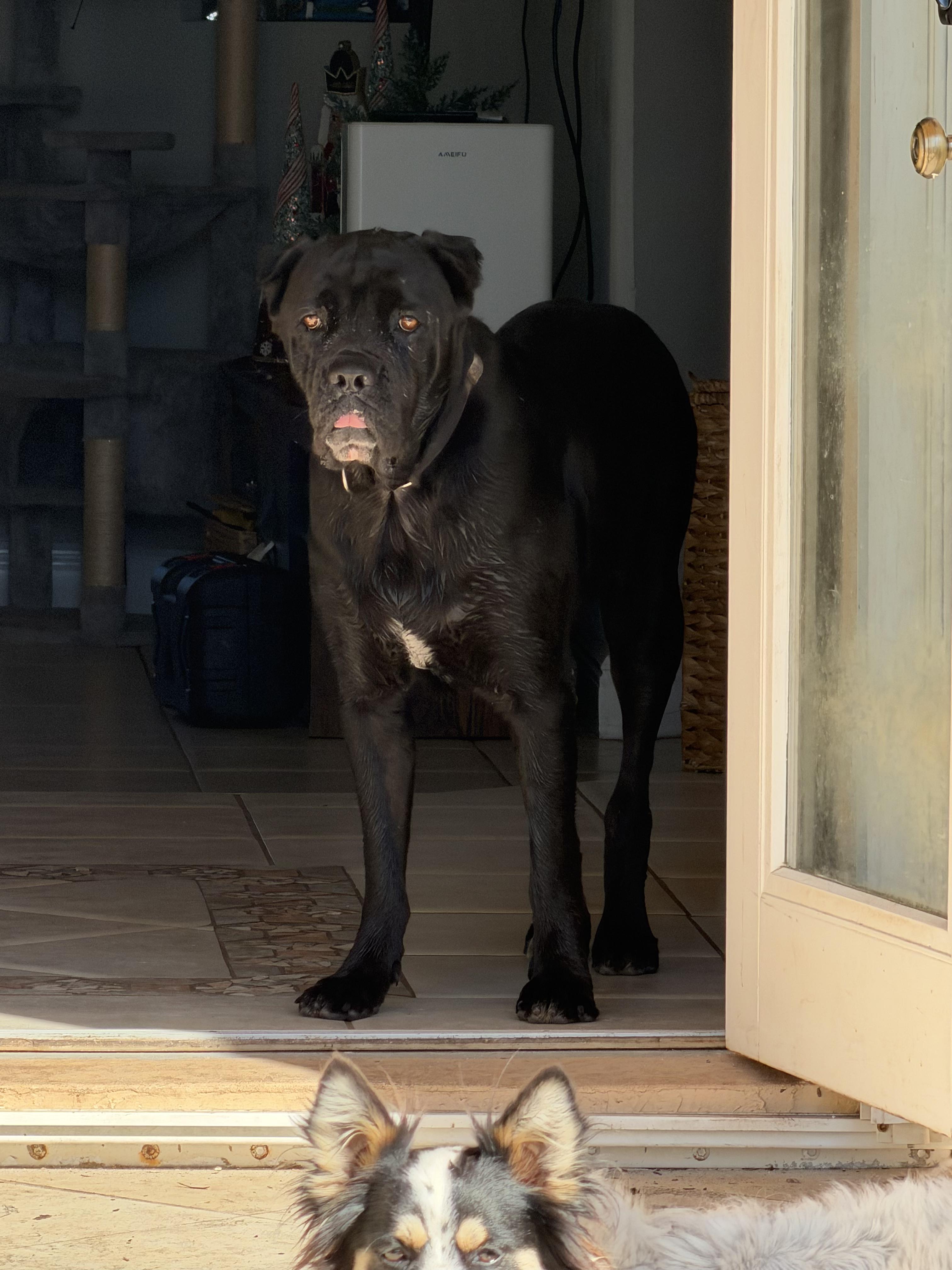 Enlarge Rambo, a Adoptable Cane Corso in Jupiter, FL image 1/1