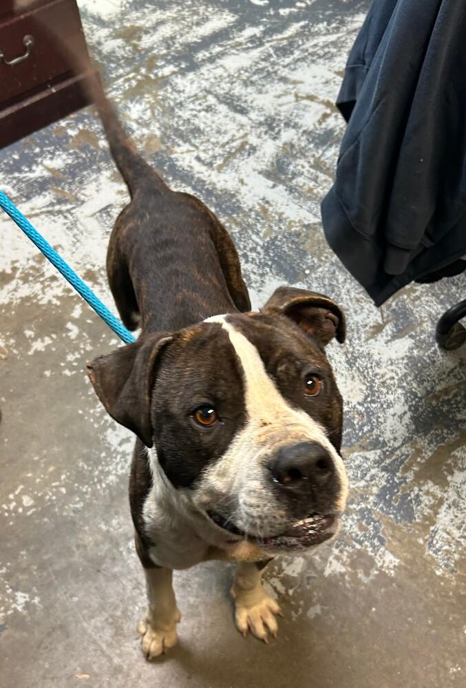 Bosco #113, Adoptable, Adult Male Pit Bull Terrier.
