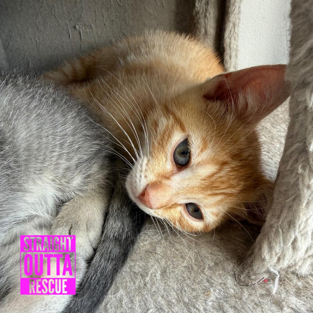 Ozzy Pawsbourne, an adopted Domestic Short Hair in Vancouver, BC image 2/2