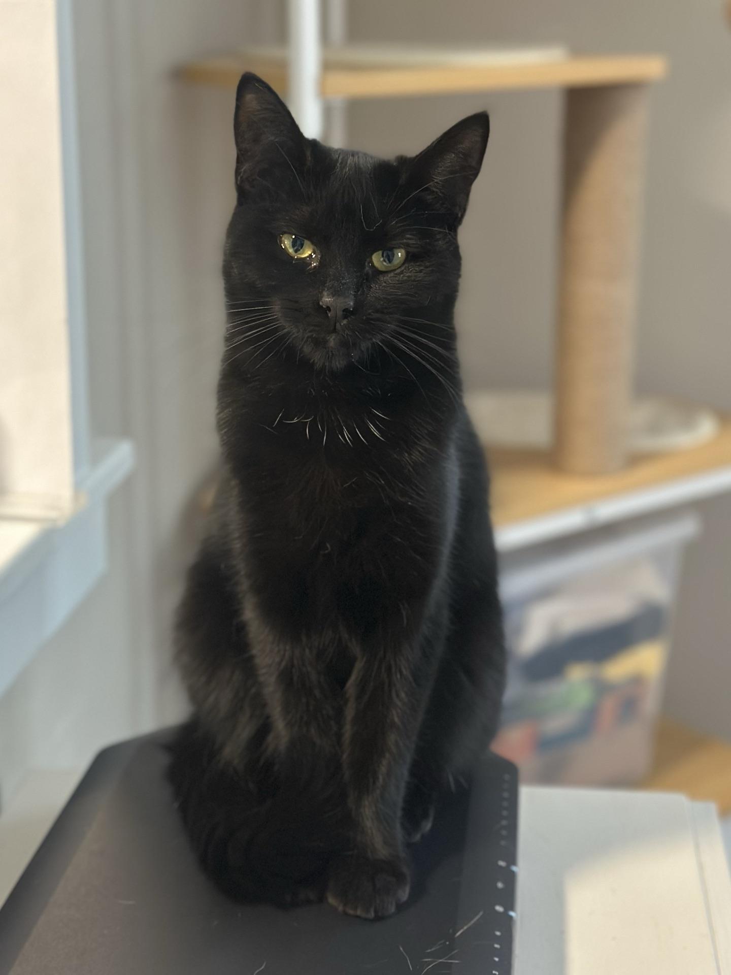 Enlarge Sam, a Adoptable Domestic Short Hair in Greensburg, PA image 3/5