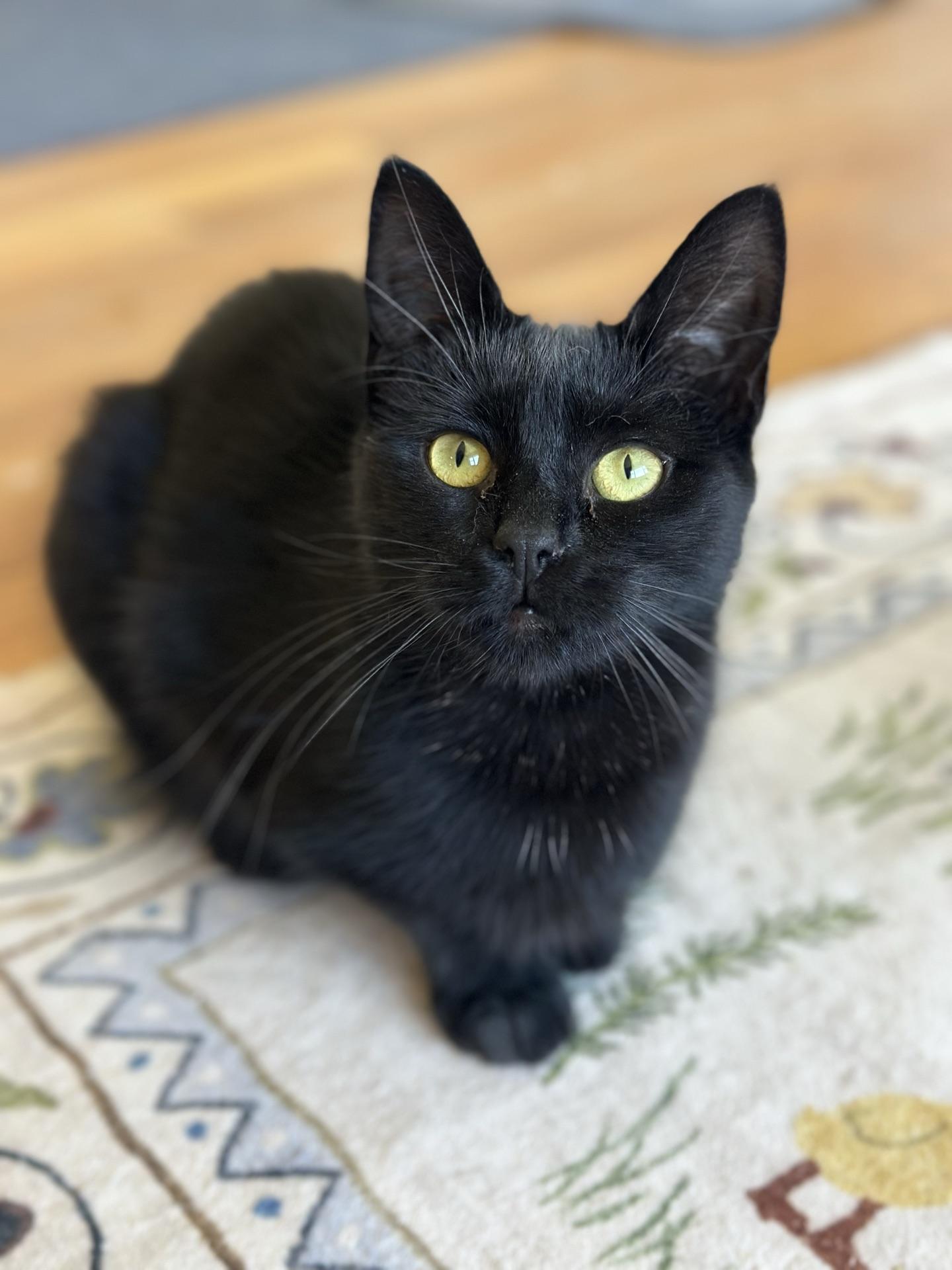 Enlarge Sam, a Adoptable Domestic Short Hair in Greensburg, PA image 1/5