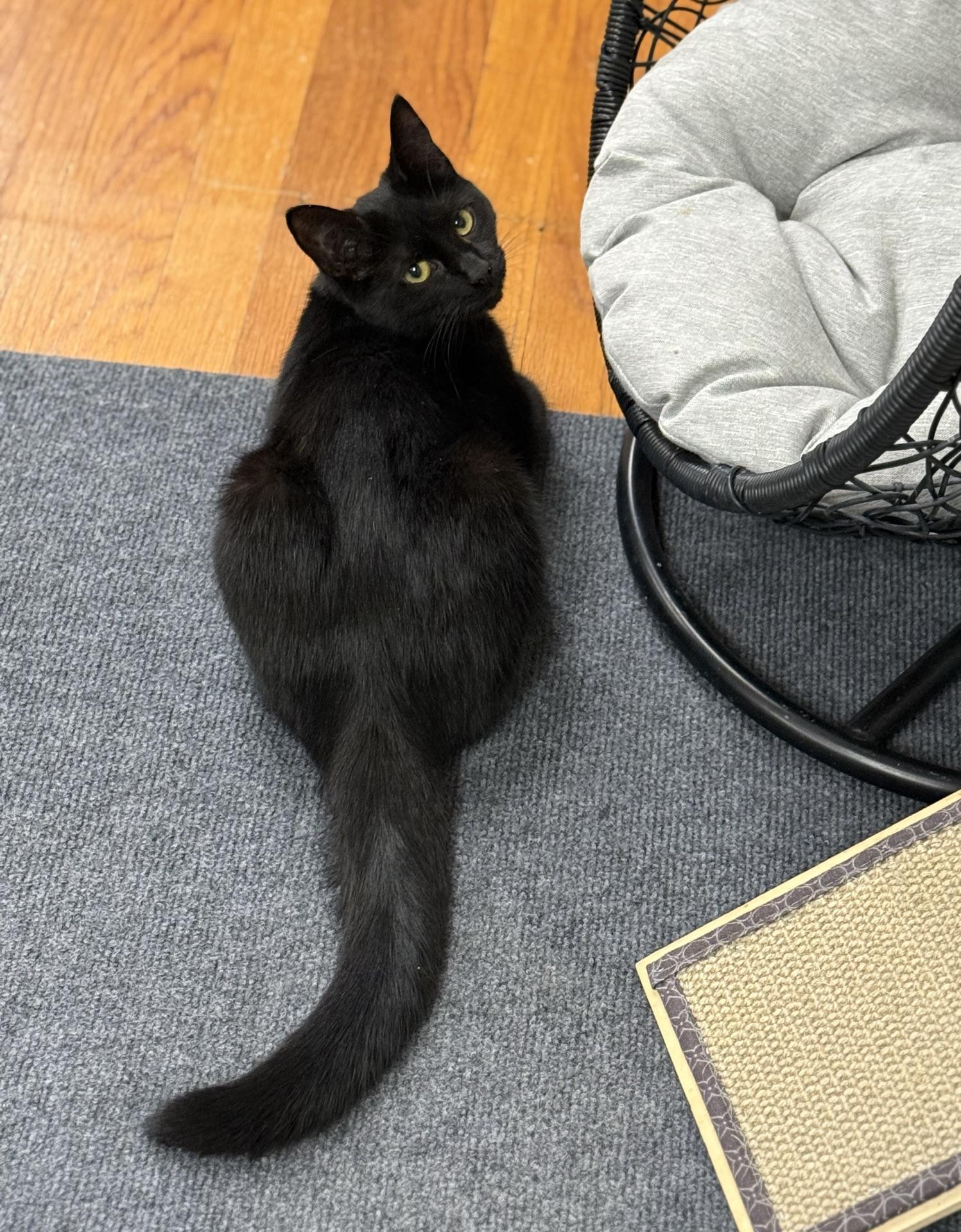 Enlarge Sam, a Adoptable Domestic Short Hair in Greensburg, PA image 4/5