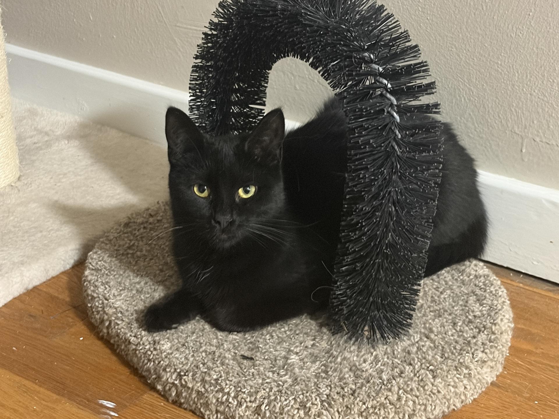 Enlarge Sam, a Adoptable Domestic Short Hair in Greensburg, PA image 5/5