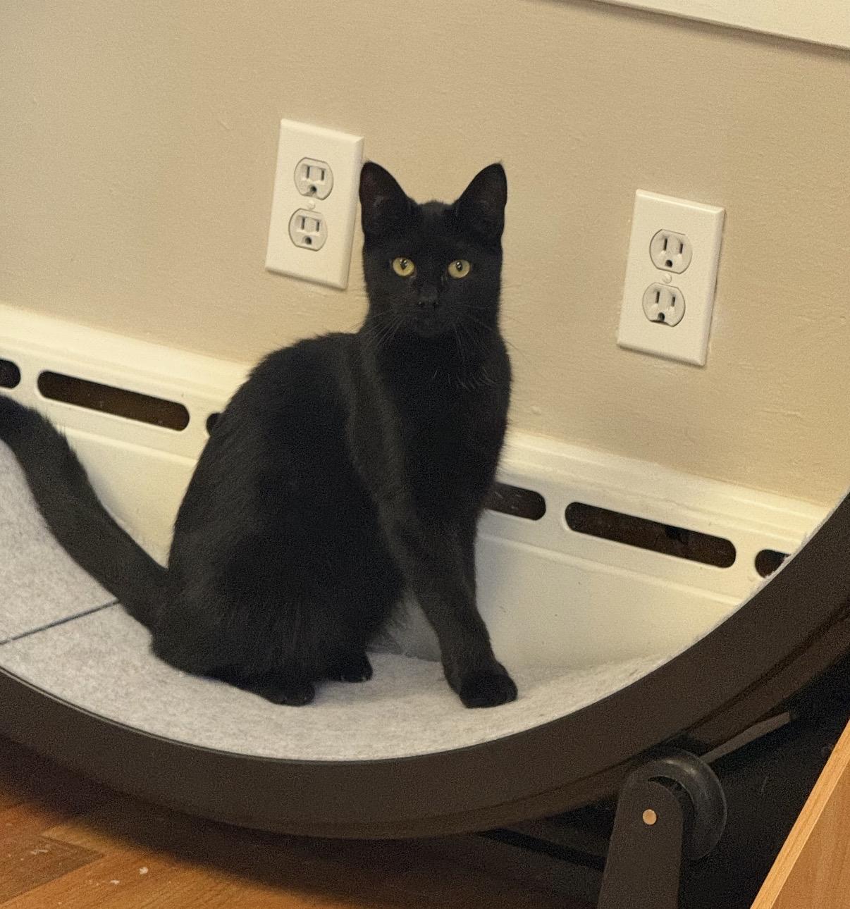 Enlarge Sam, a Adoptable Domestic Short Hair in Greensburg, PA image 2/5