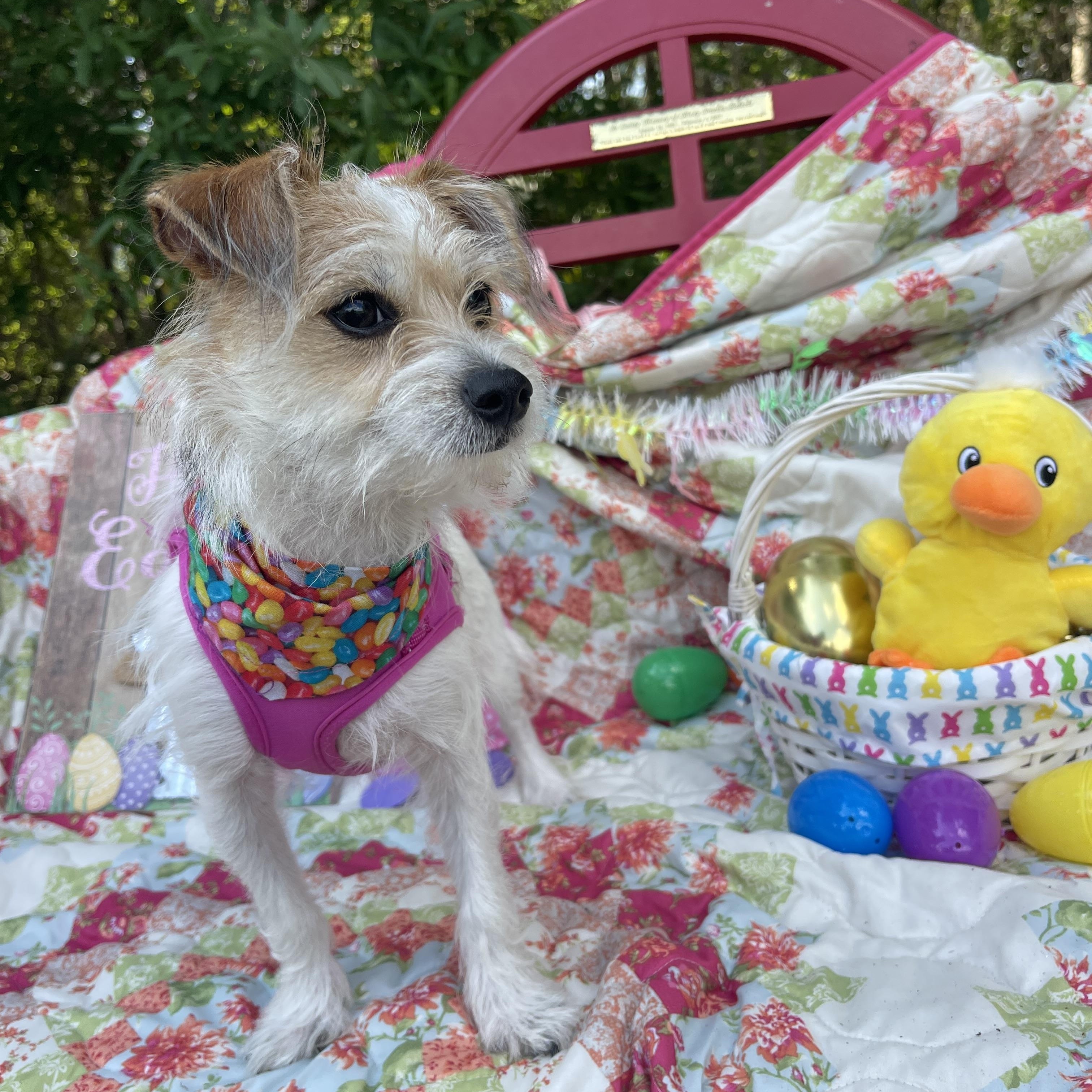 Enlarge Dolly, an adopted Chiweenie in Sebring, FL image 2/4