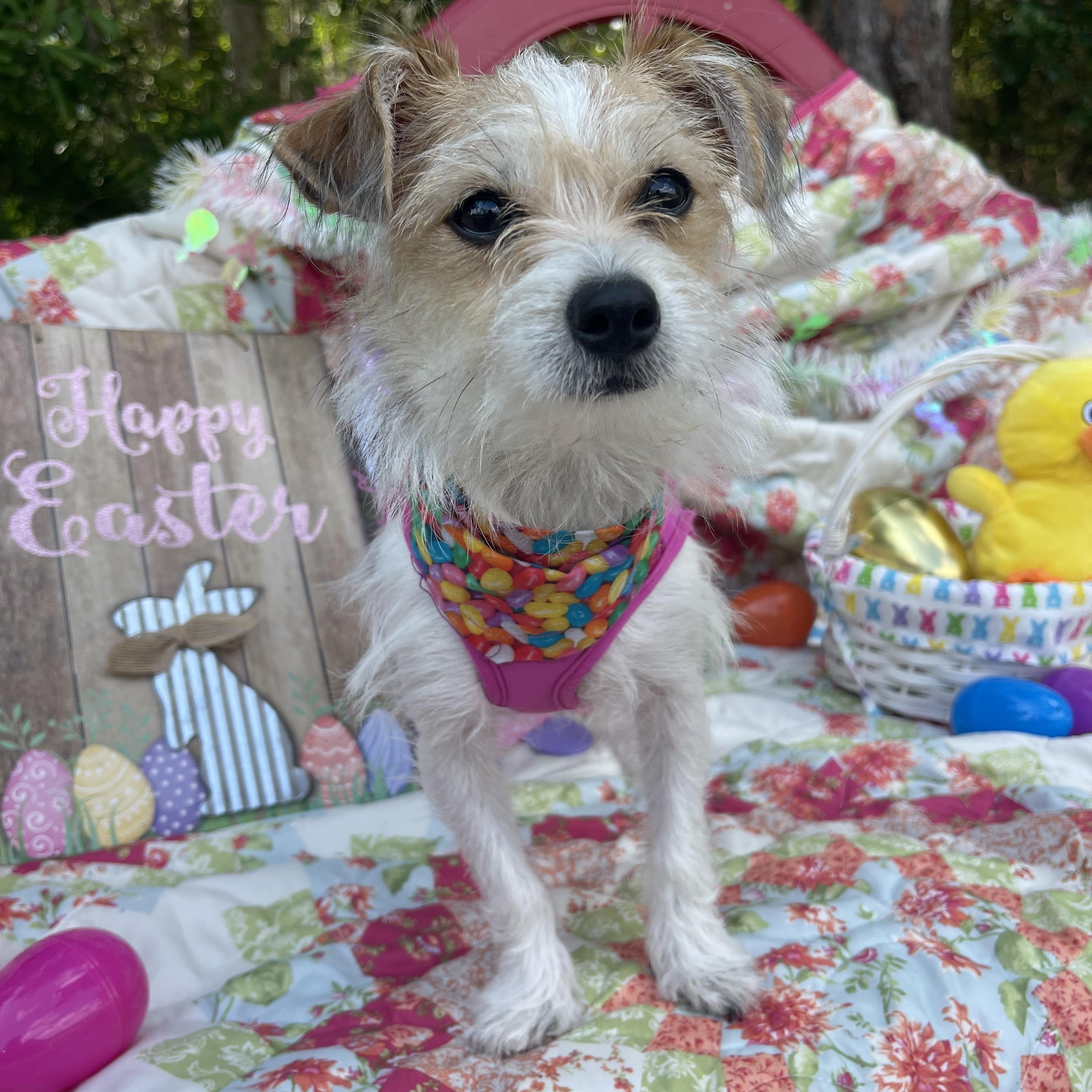 Enlarge Dolly, an adopted Chiweenie in Sebring, FL image 4/4