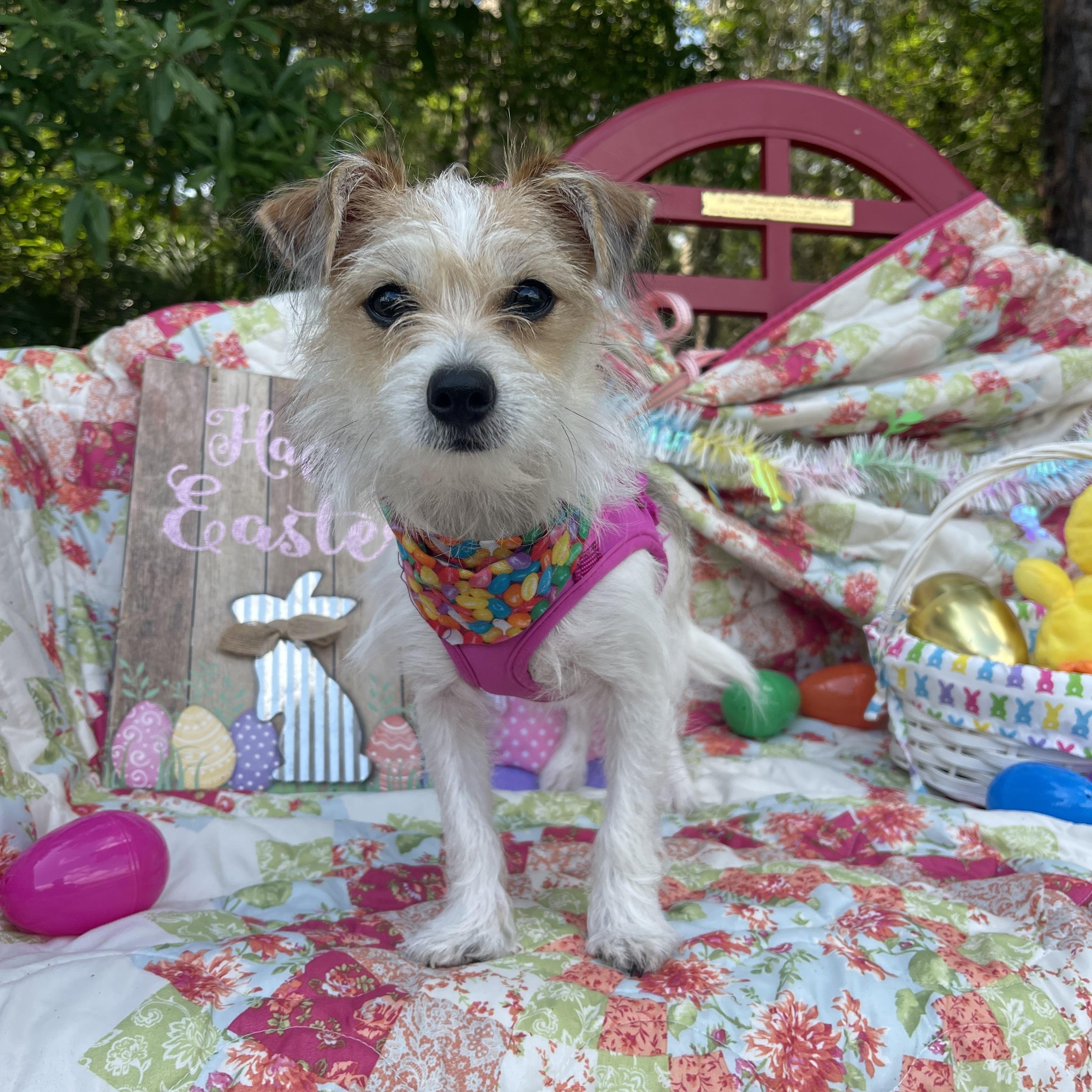 Enlarge Dolly, an adopted Chiweenie in Sebring, FL image 3/4