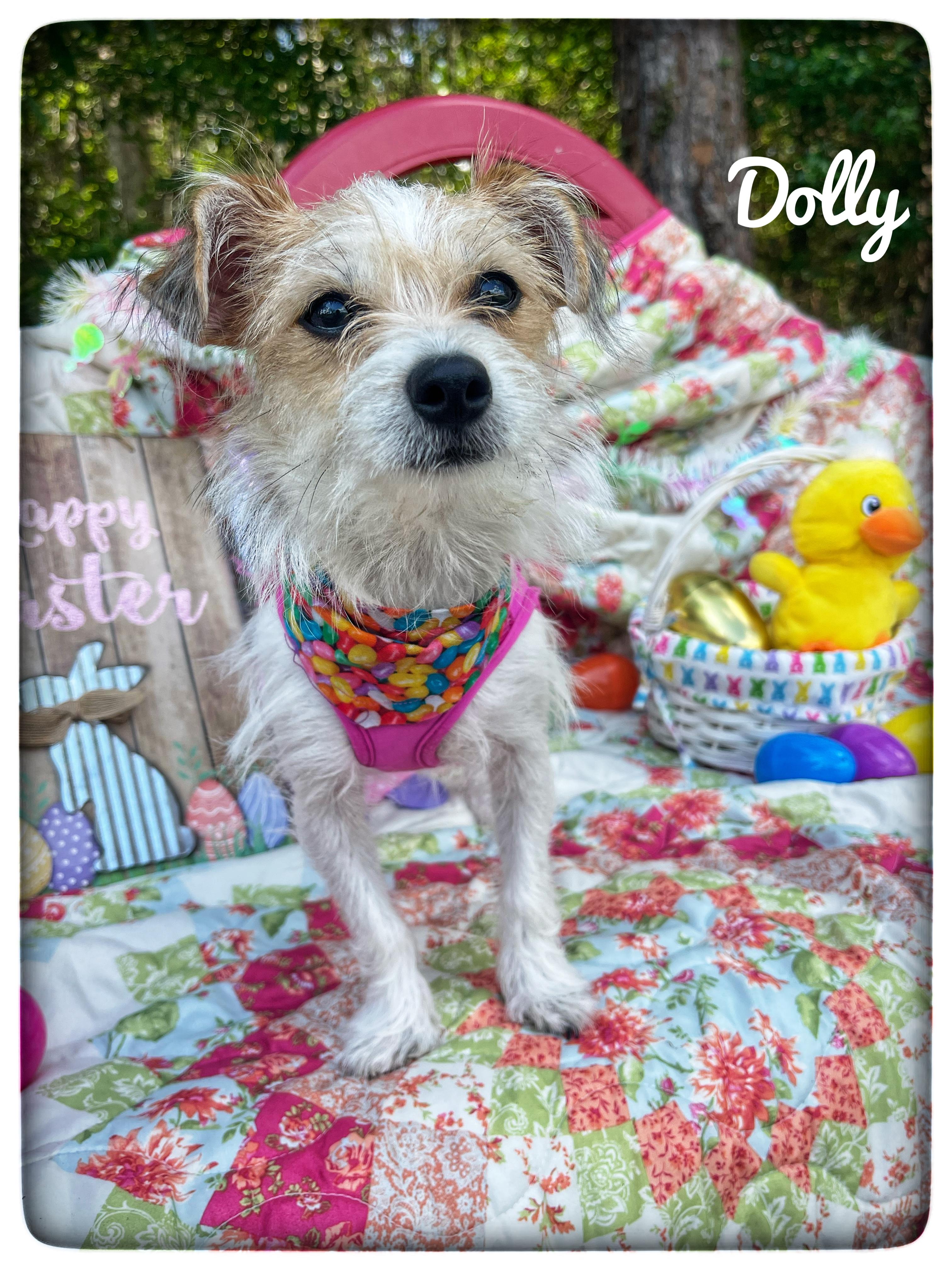Enlarge Dolly, an adopted Chiweenie in Sebring, FL image 1/4