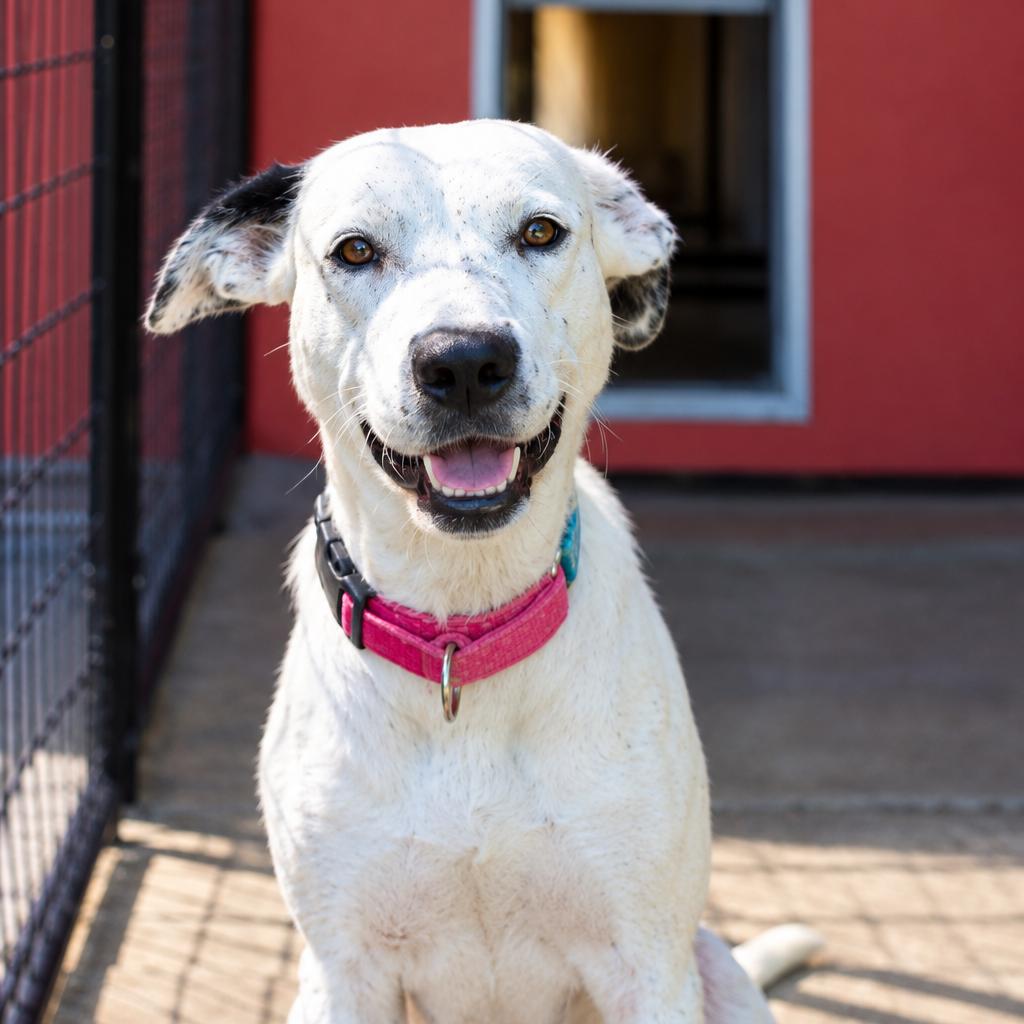 Milan, Adoptable, Adult Female Mixed Breed.