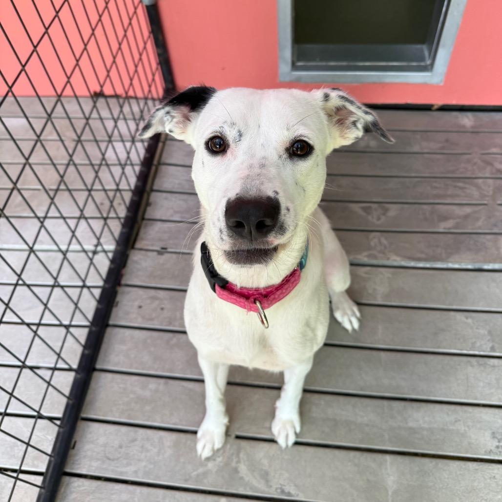 Enlarge Milan, a Adoptable Mixed Breed in Bradenton, FL image 2/3