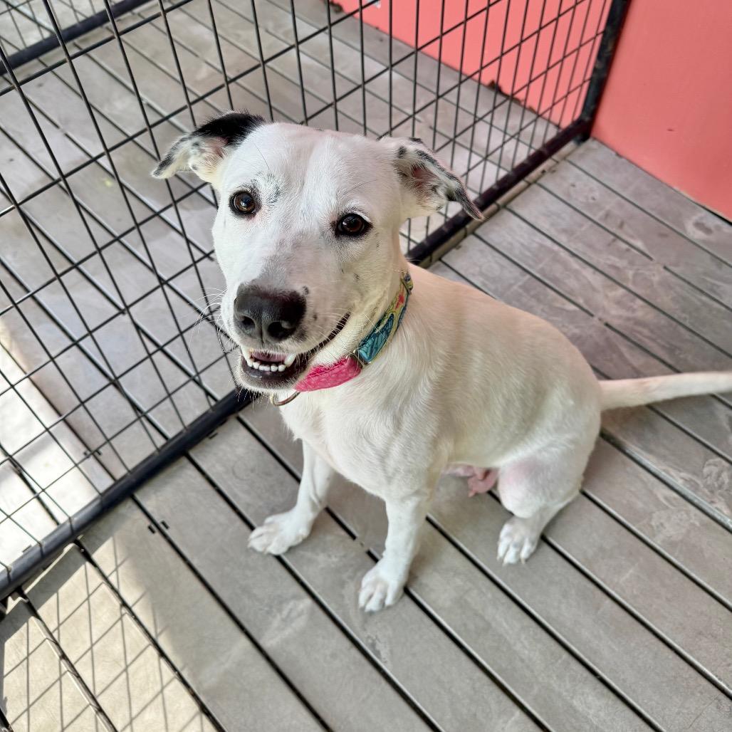 Enlarge Milan, a Adoptable Mixed Breed in Bradenton, FL image 3/3