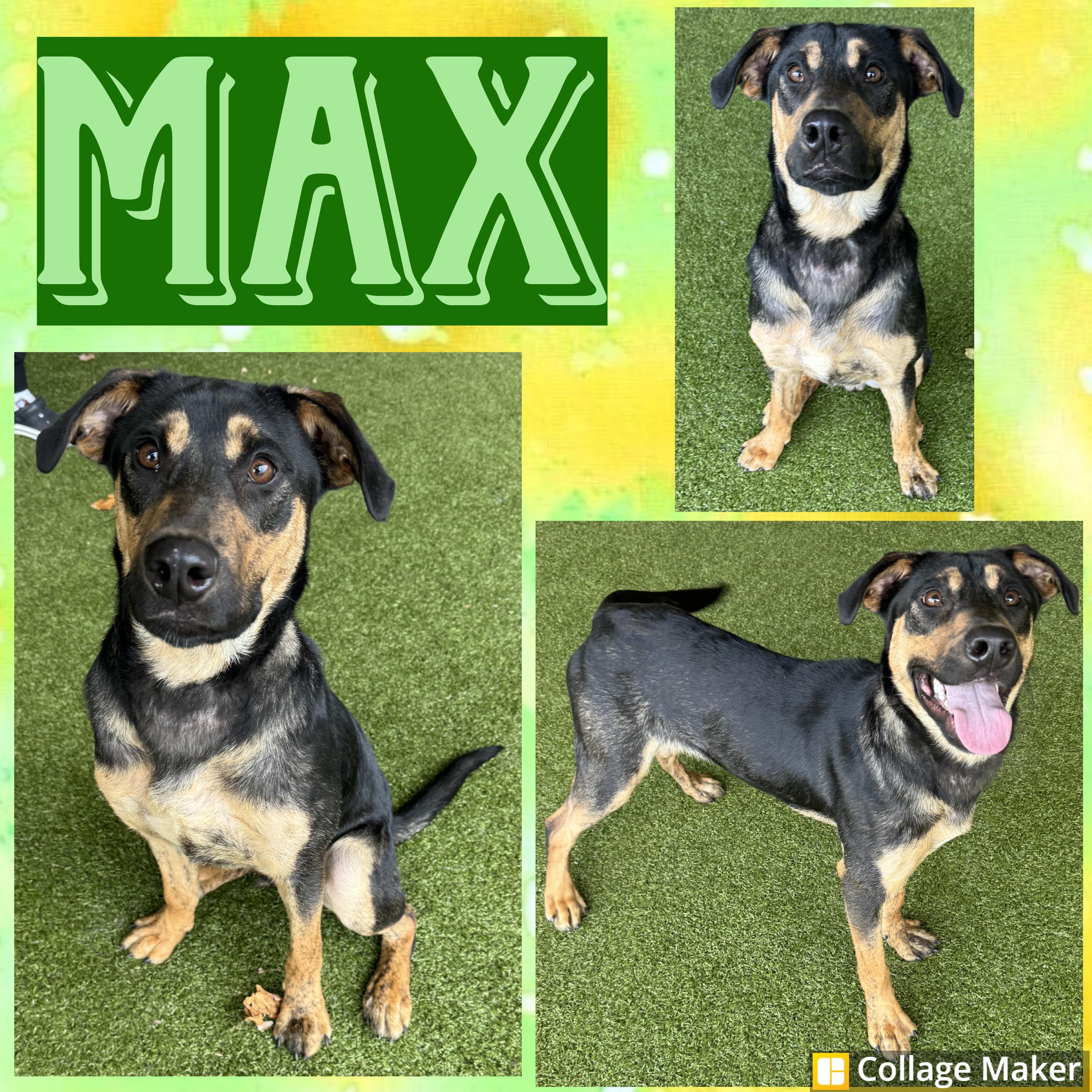 Enlarge Max, a Adoptable mixed breed in Clearfield, PA image 1/1