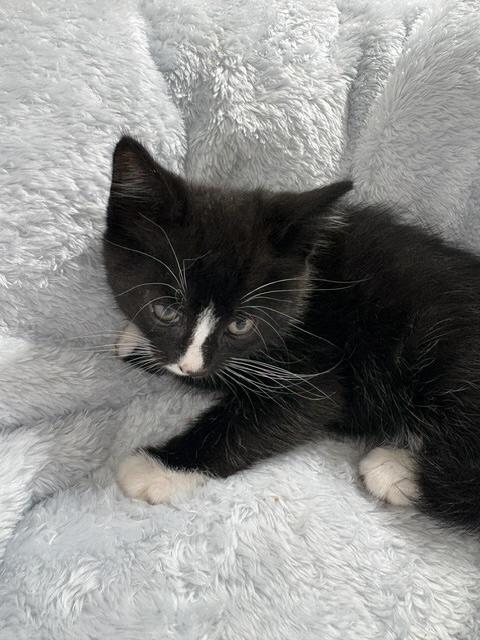 Cornelius, a ADOPTABLE Tuxedo in Santa Cruz, CA image 3/3