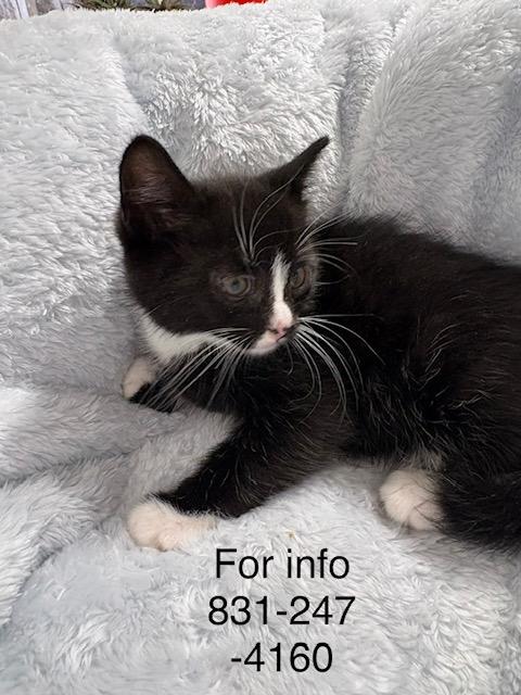 Cornelius, a ADOPTABLE Tuxedo in Santa Cruz, CA image 1/3