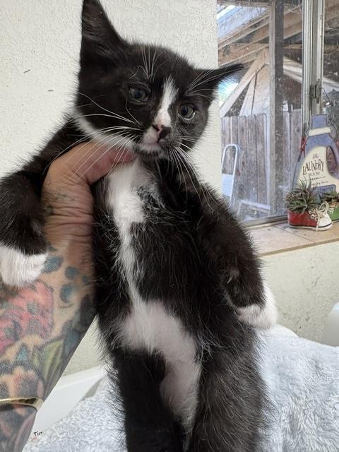 Cornelius, a ADOPTABLE Tuxedo in Santa Cruz, CA image 2/3