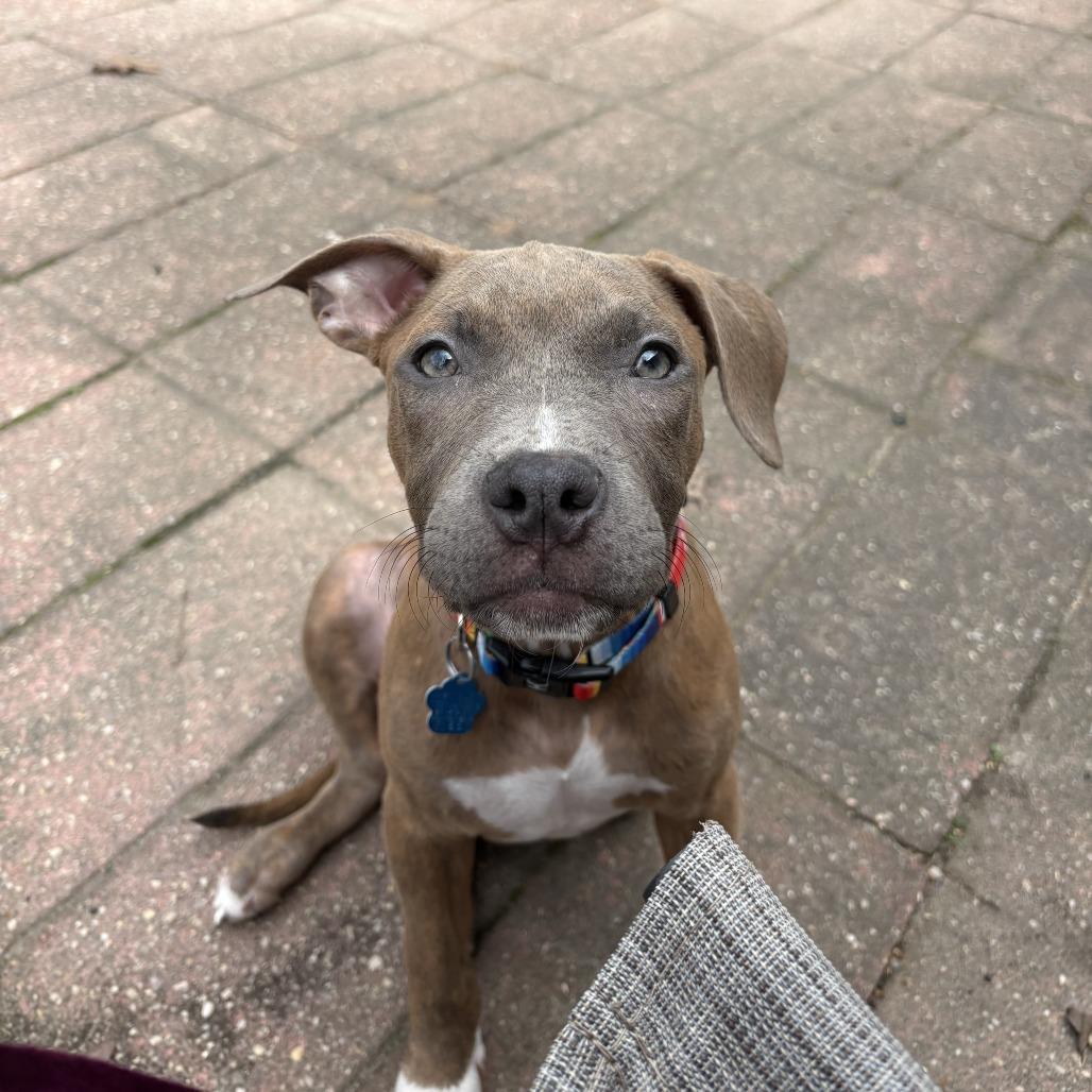 Cosmo, ADOPTABLE, Young Male Pit Bull Terrier.