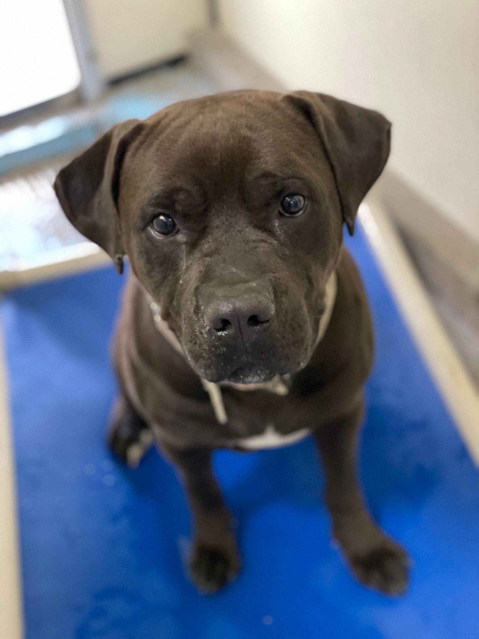 Chewy, an adoptable Pit Bull Terrier in Prineville, OR, 97754 | Photo Image 2